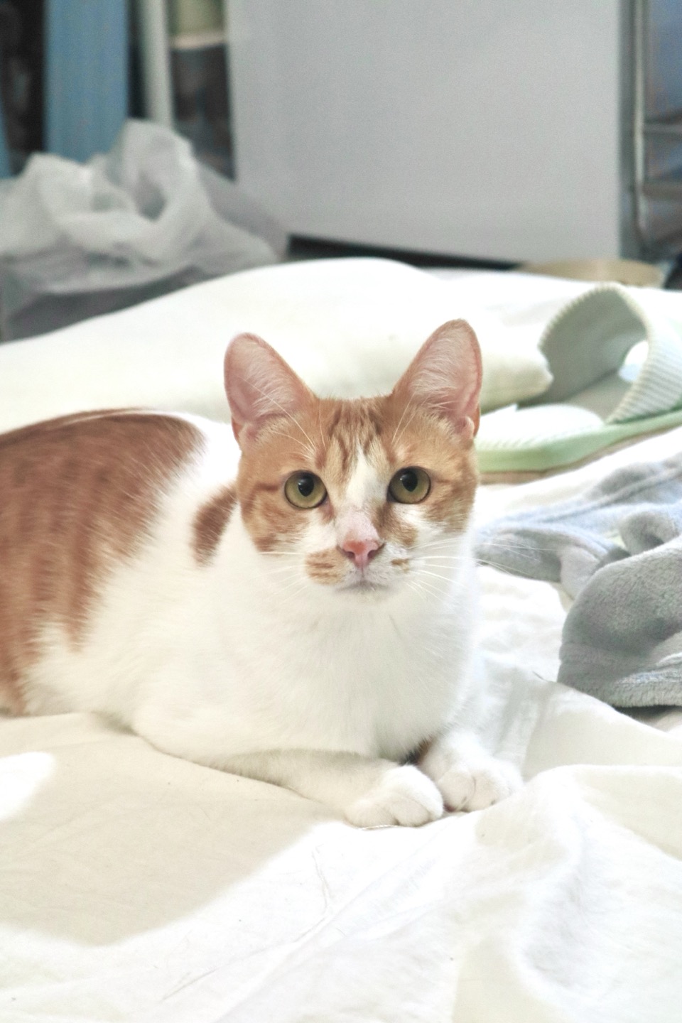 하루 (구 윤슬이) 입양 3개월 후기