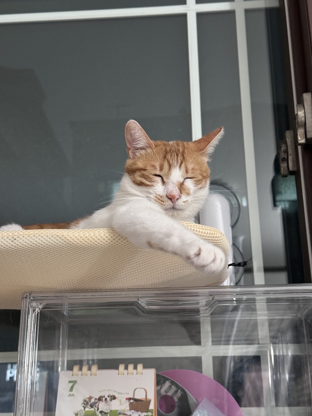 하루 (구 윤슬이) 입양 3개월 후기