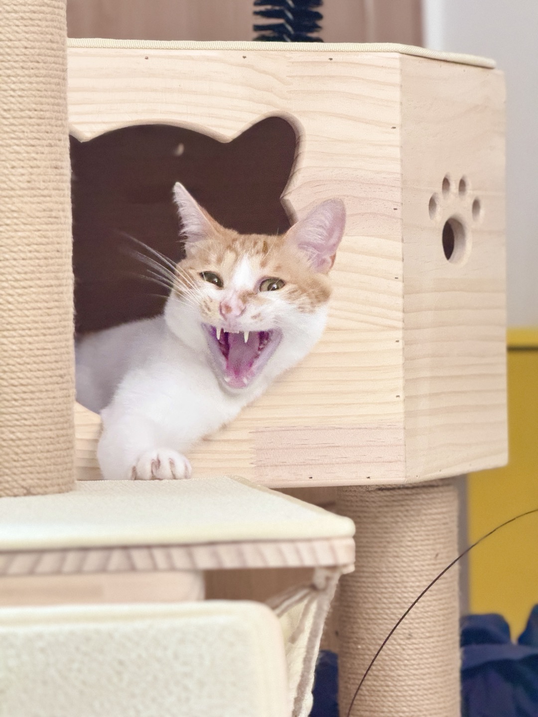 하루 (구 윤슬이) 입양 3개월 후기