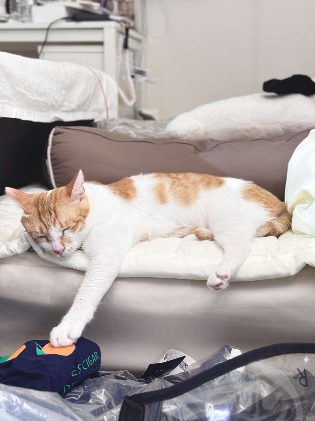 하루 (구 윤슬이) 입양 3개월 후기