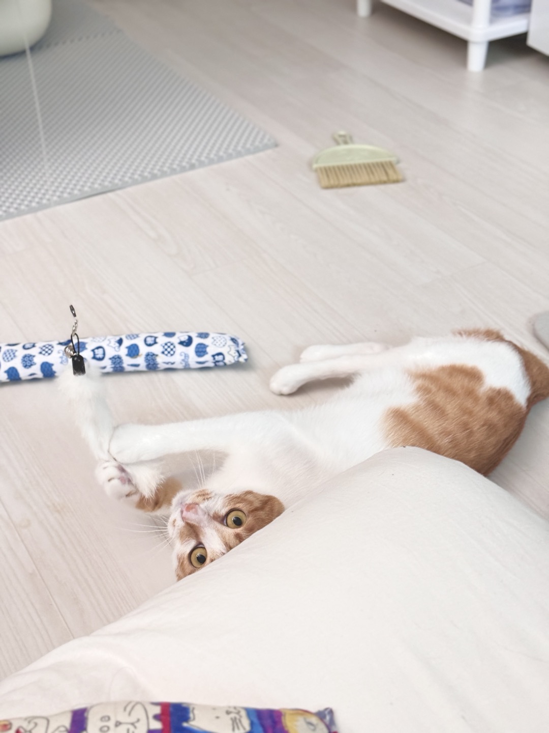 하루 (구 윤슬이) 입양 3개월 후기