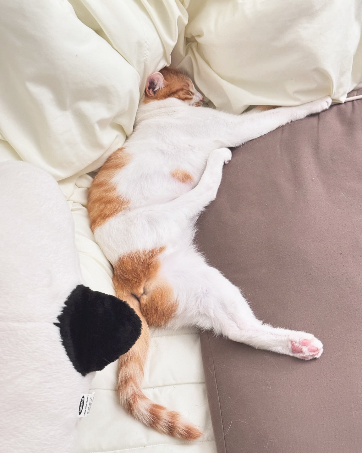 하루 (구 윤슬이) 입양 3개월 후기