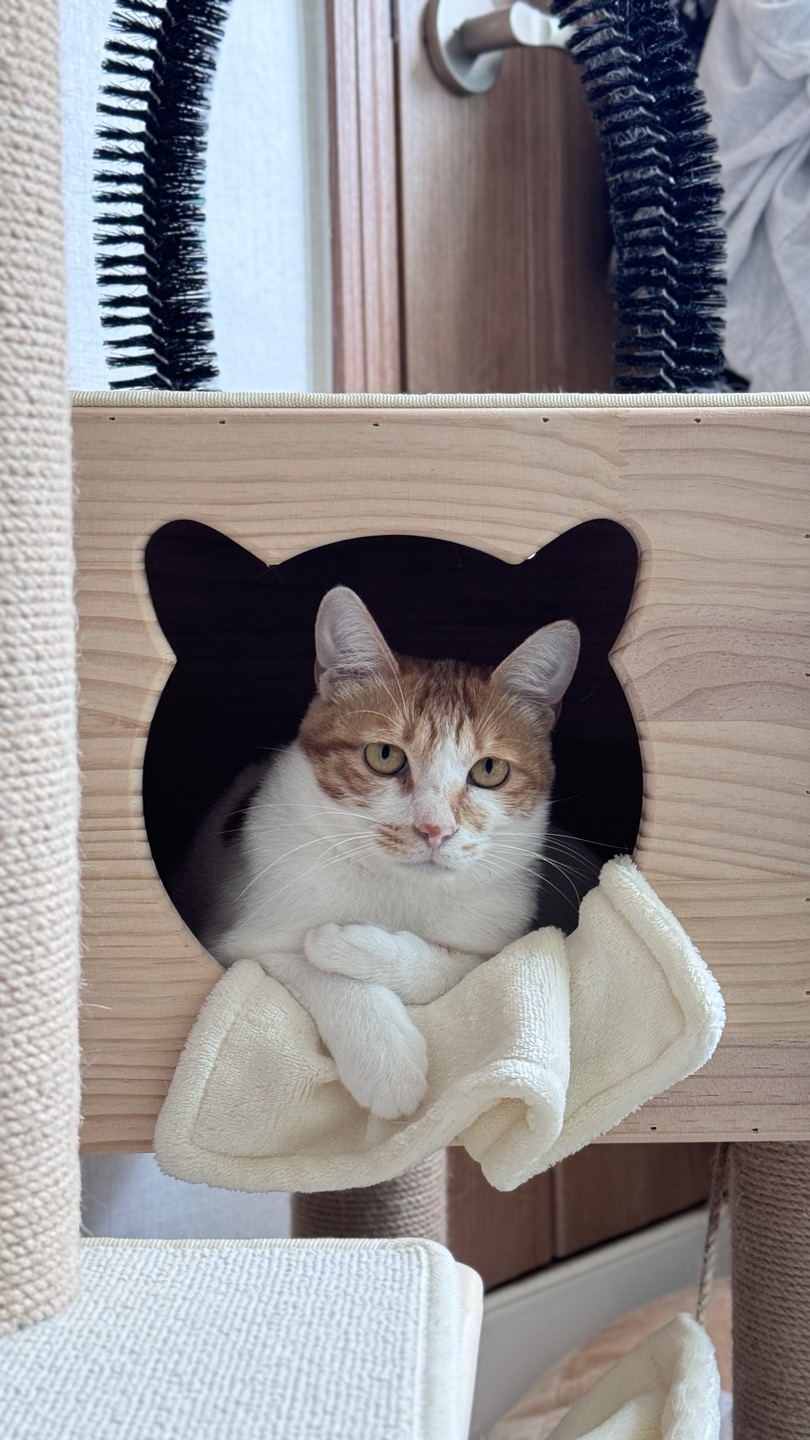 하루 (구 윤슬이) 입양 3개월 후기