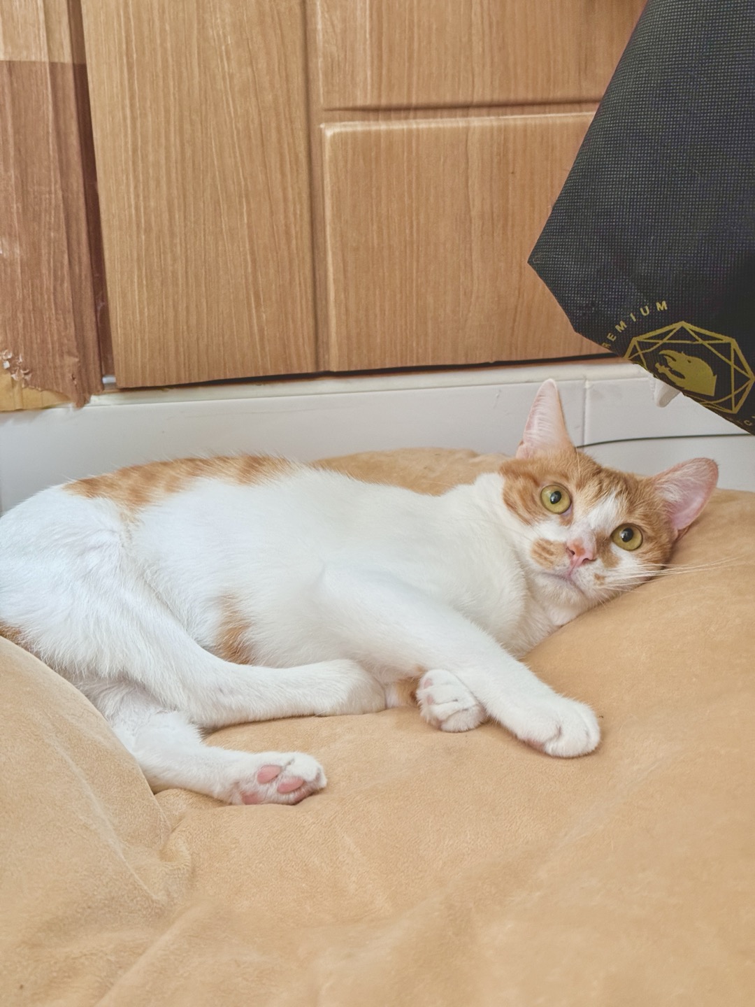 하루 (구 윤슬이) 입양 3개월 후기