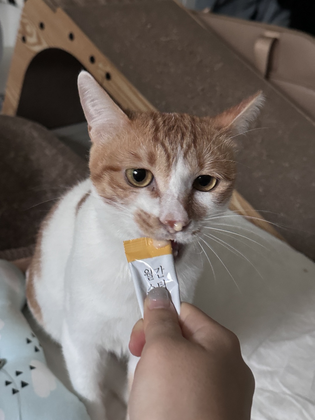 하루 (구 윤슬이) 입양 3개월 후기