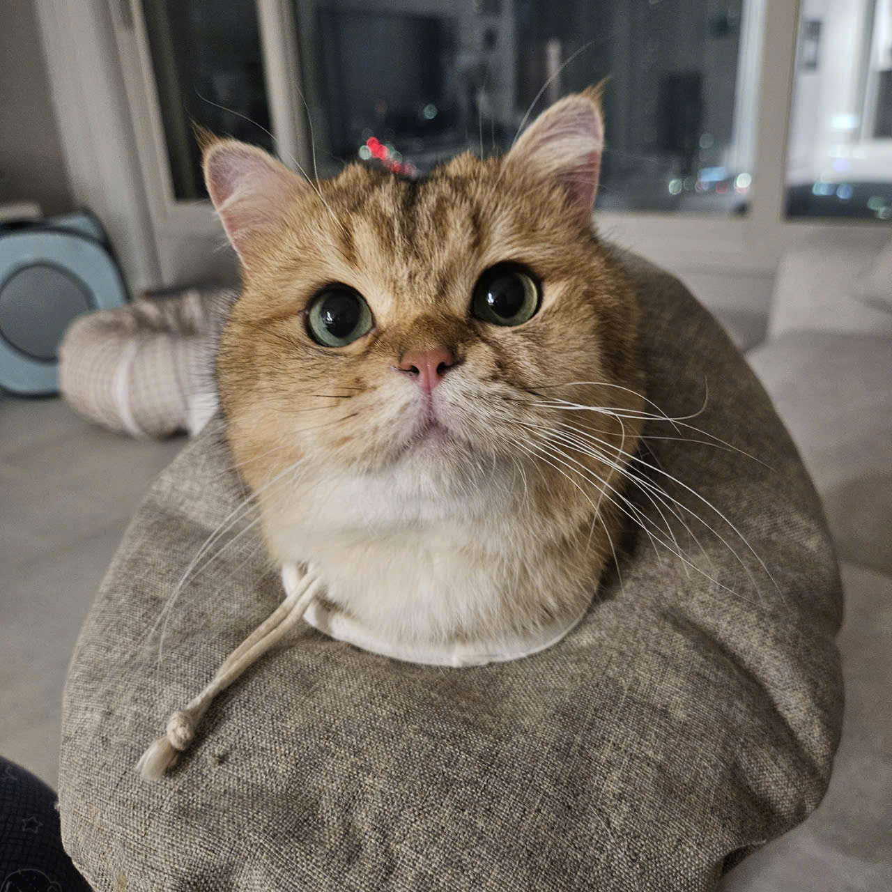 두부(현 마루)의 다사다난 1년 이야기