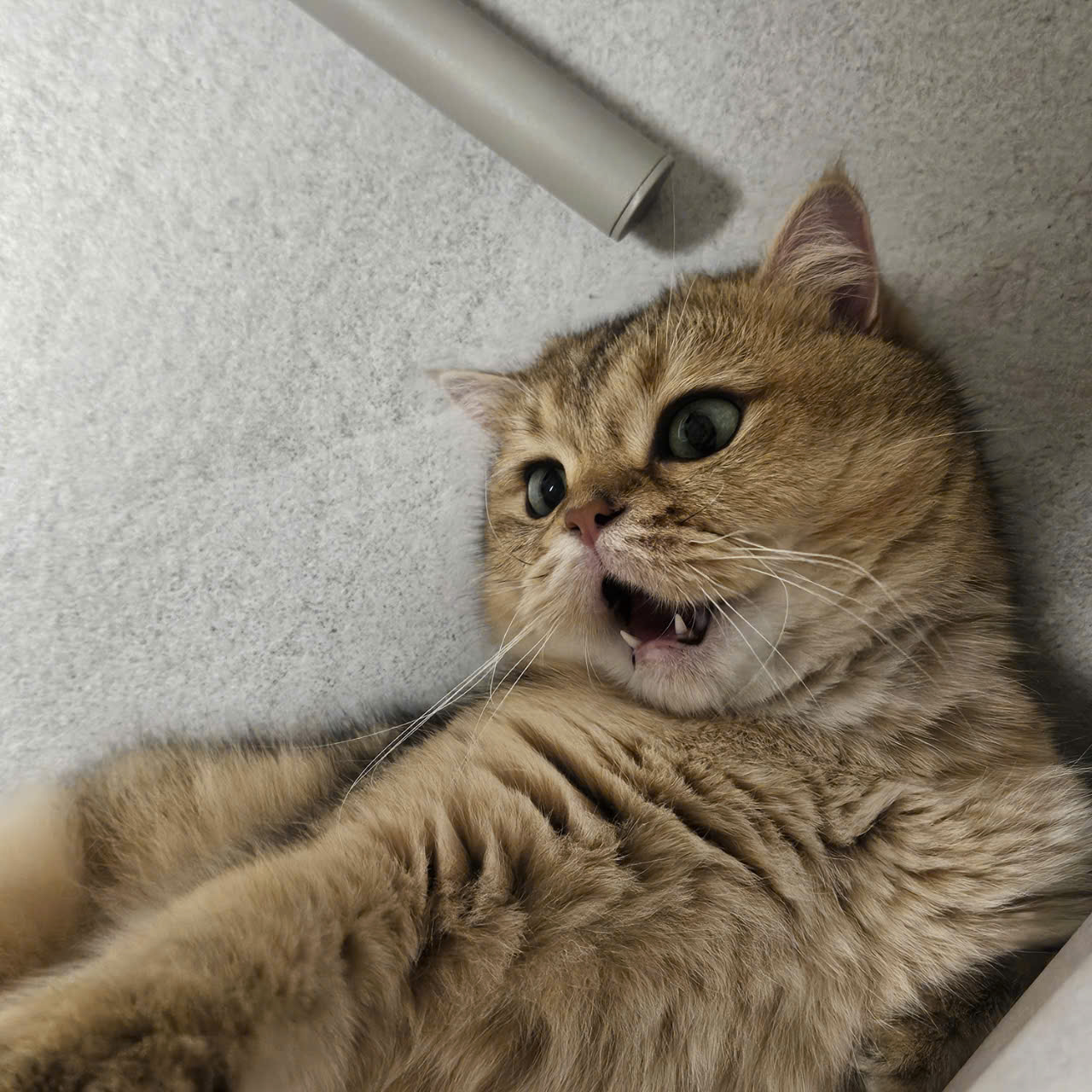 두부(현 마루)의 다사다난 1년 이야기