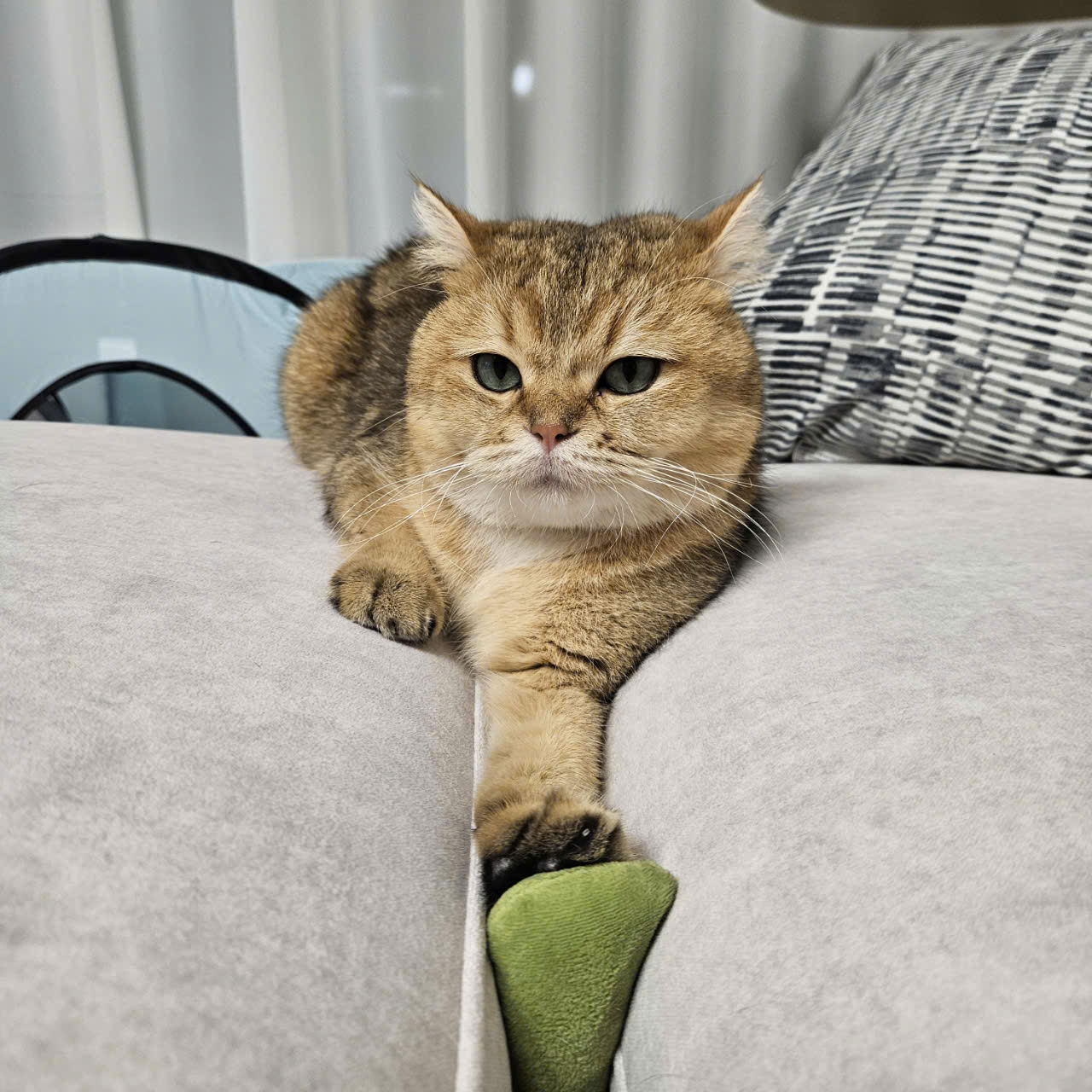 두부(현 마루)의 다사다난 1년 이야기