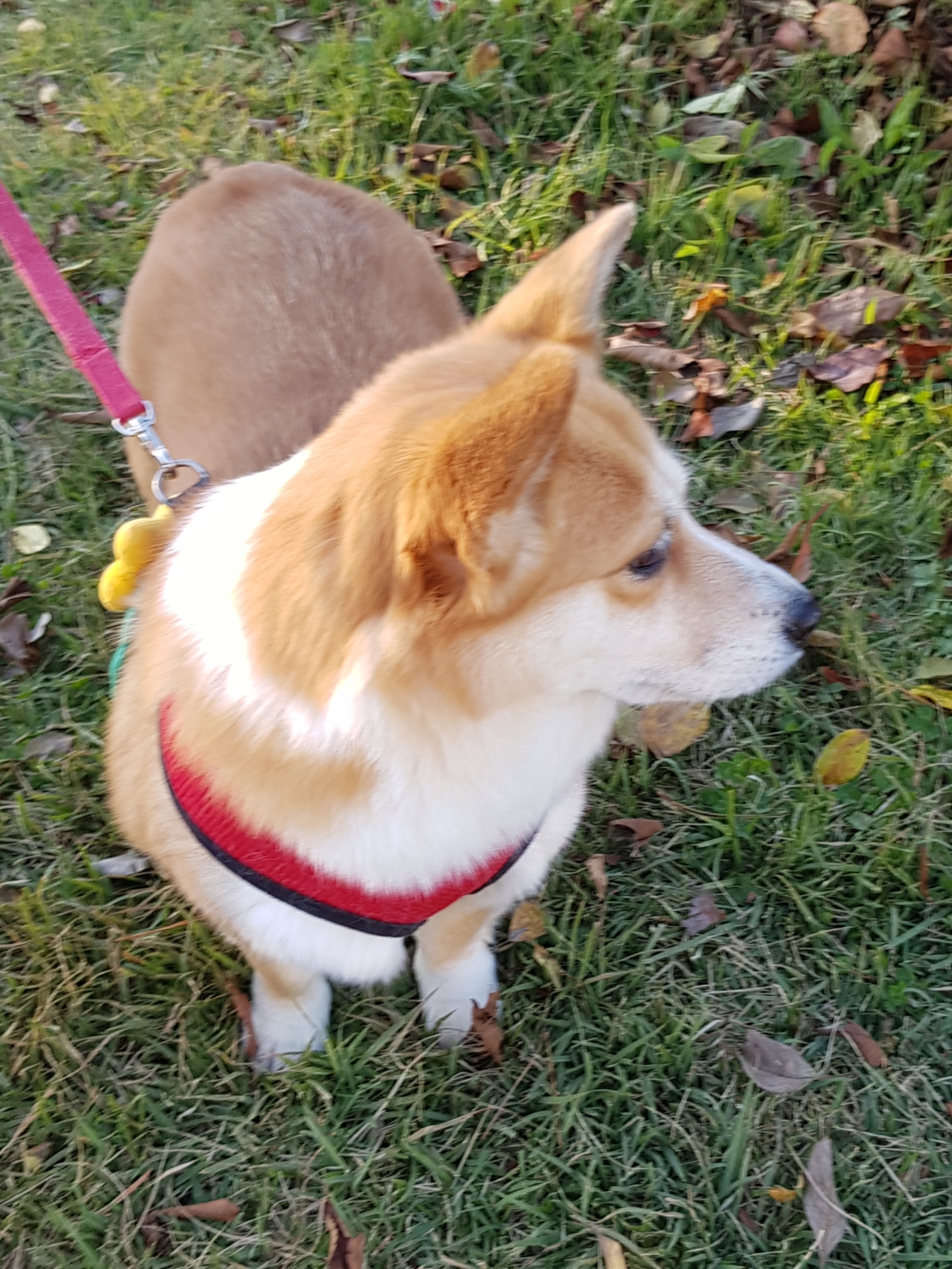 친절한 엘리스양