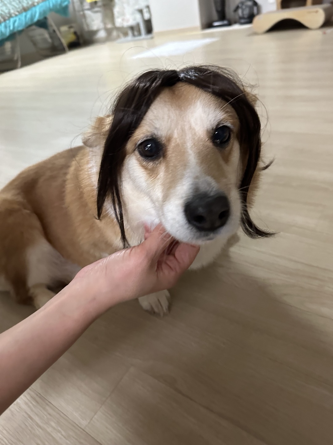 친절한 엘리스양