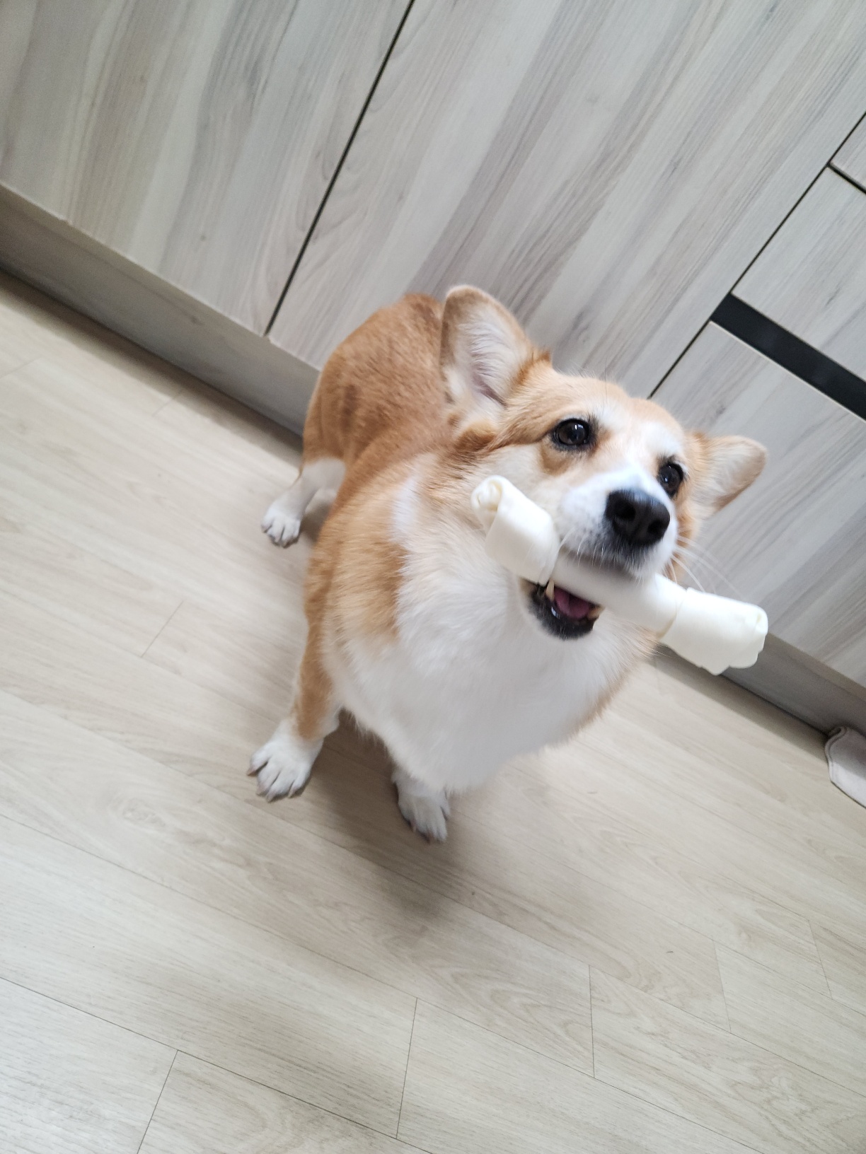 친절한 엘리스양