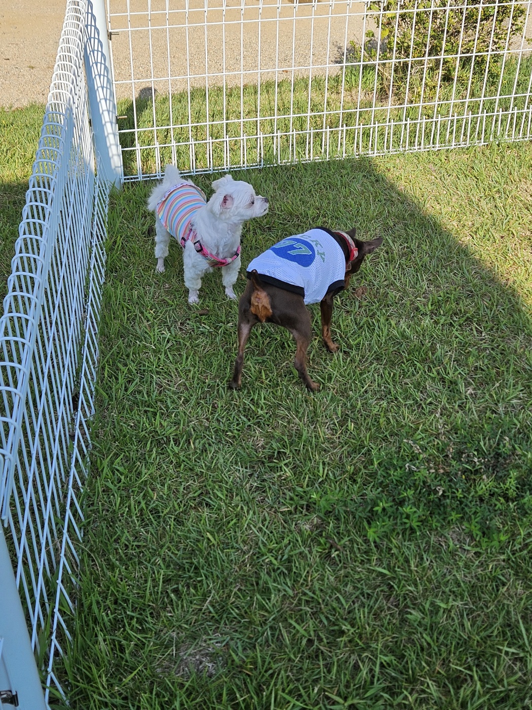 민성이 첫 여행 입양후기