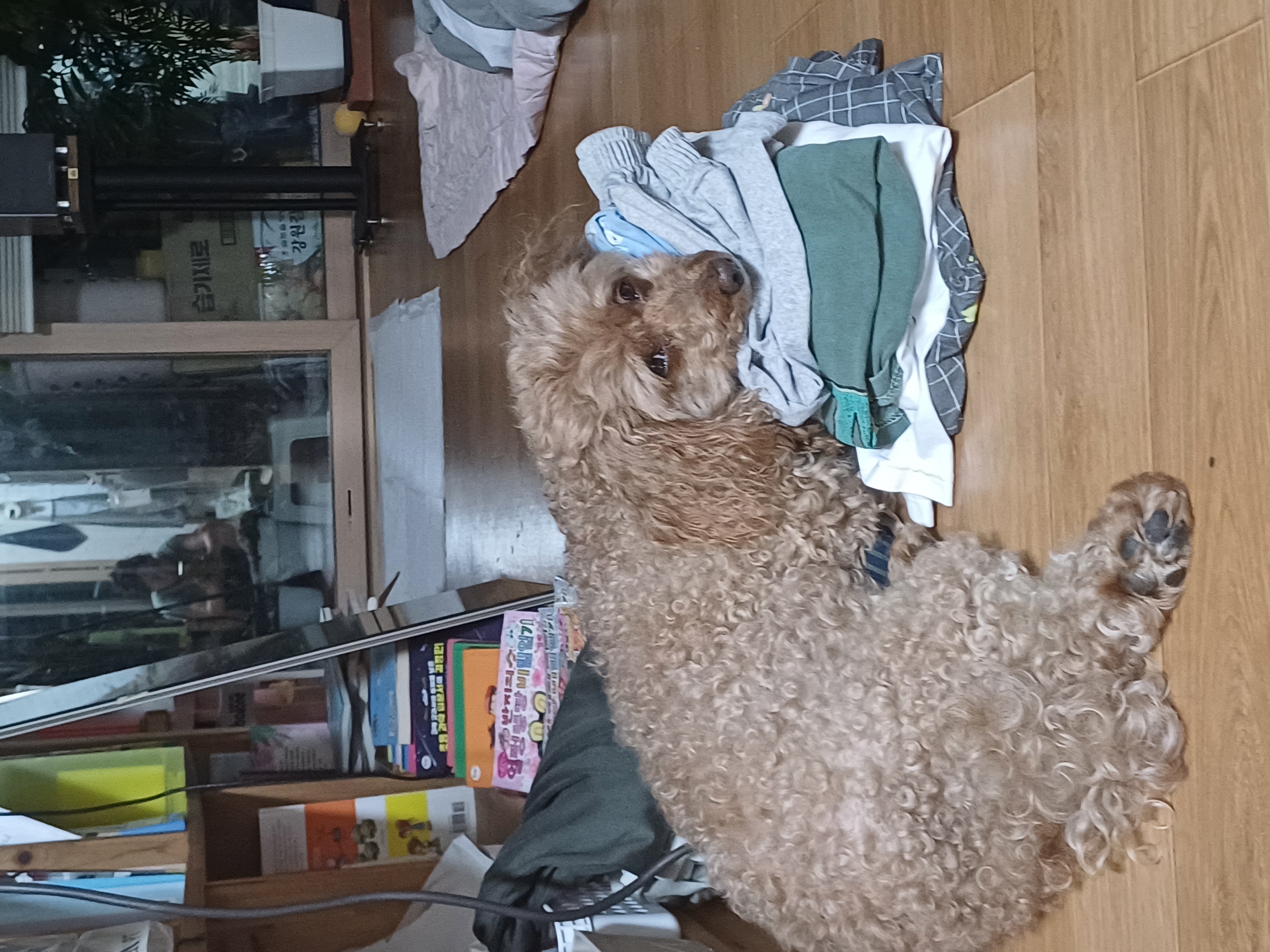  토리(구 곤지암 코리) 3주년