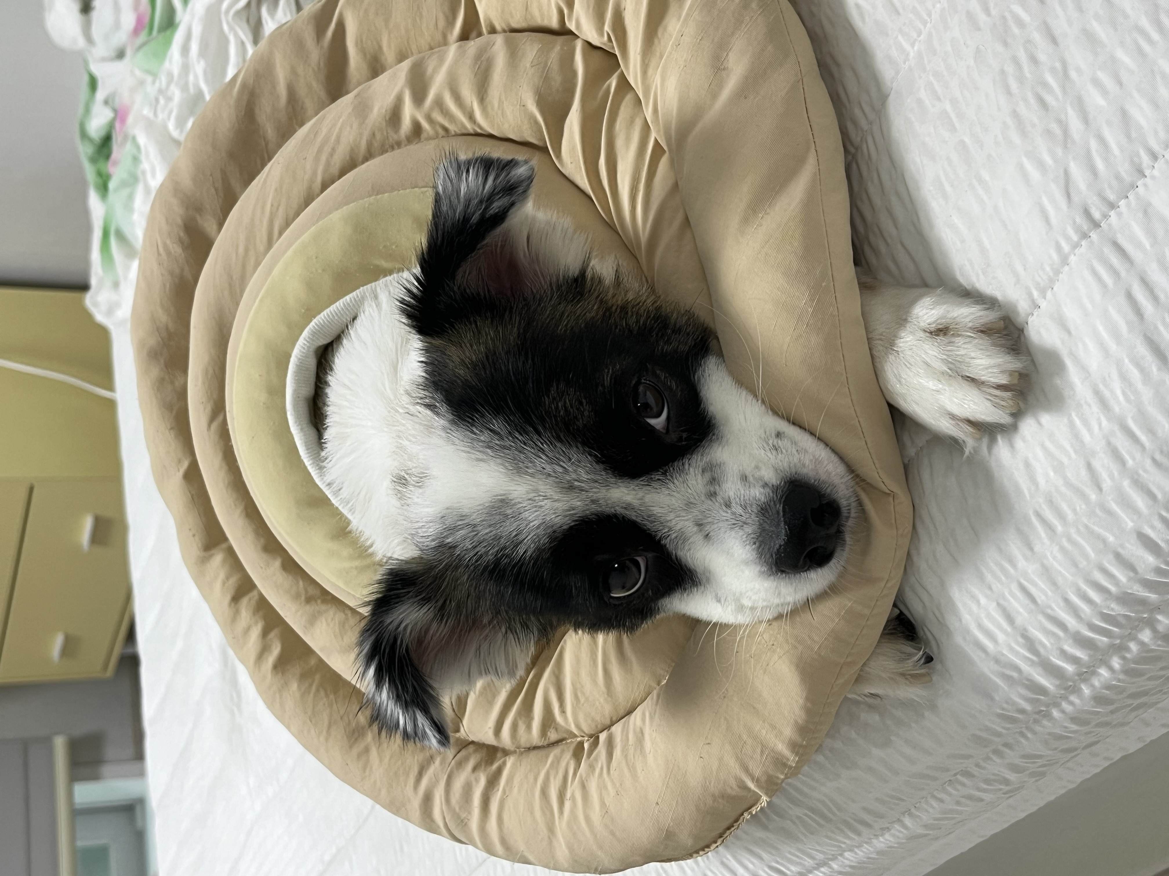 레오 잘 지내고있어요~! 