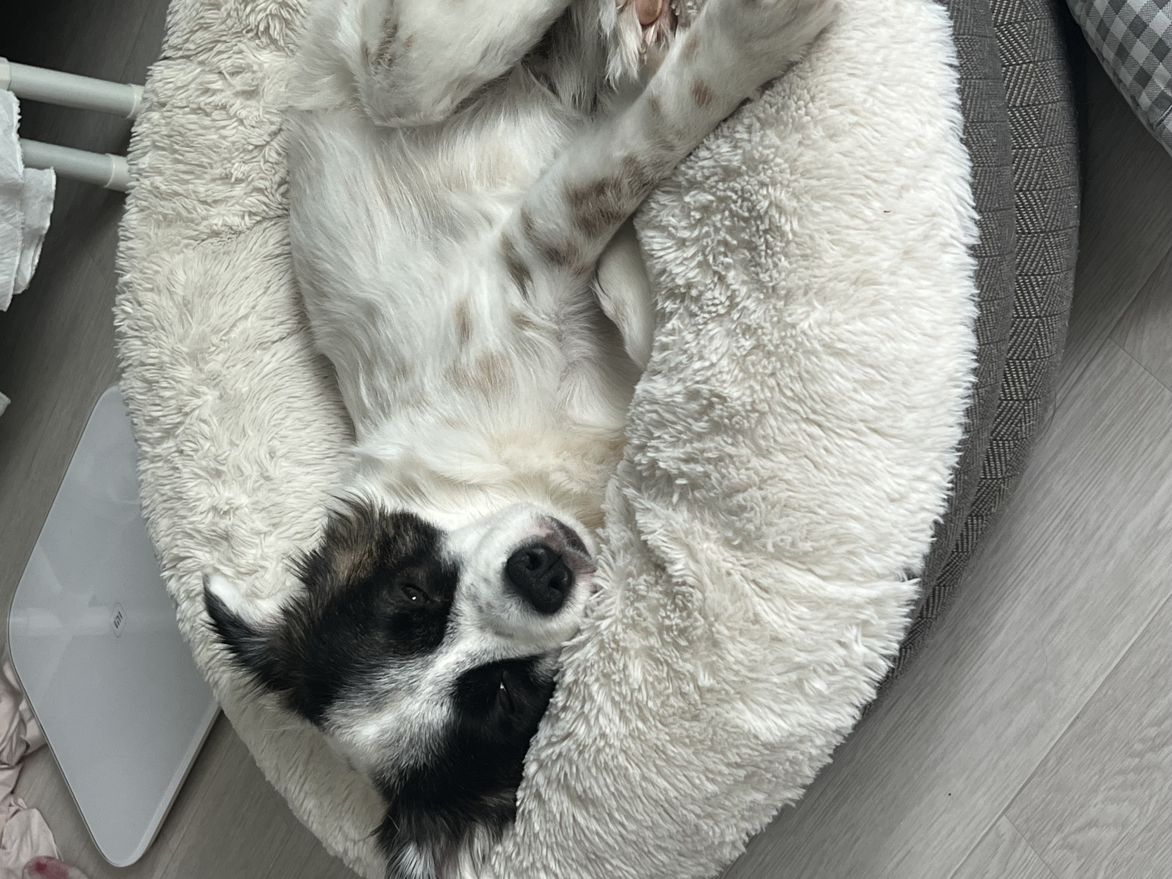 레오 잘 지내고있어요~! 