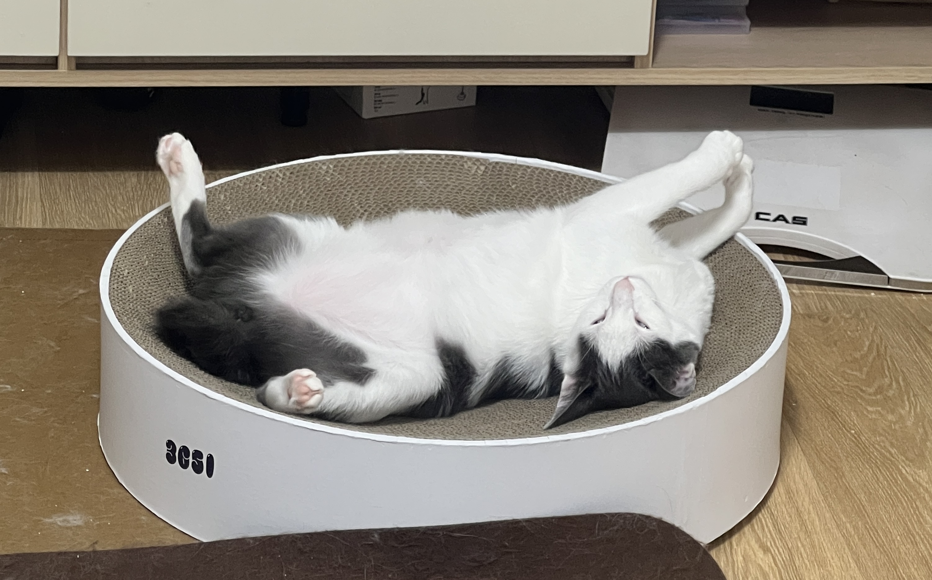 진짜가족이 된 나봄이(조미료)