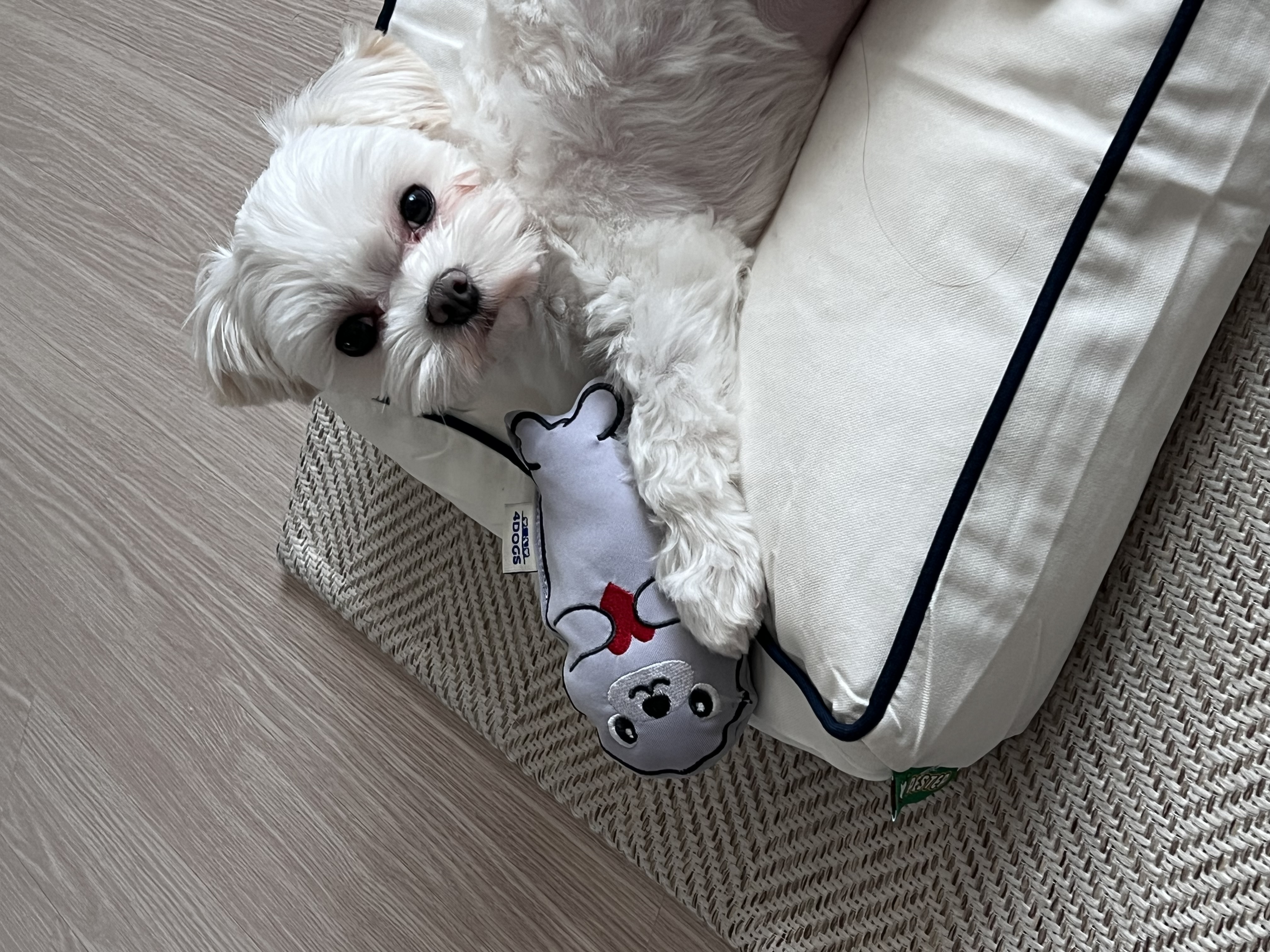 뽀숑이 임보 1주차 근황 :)