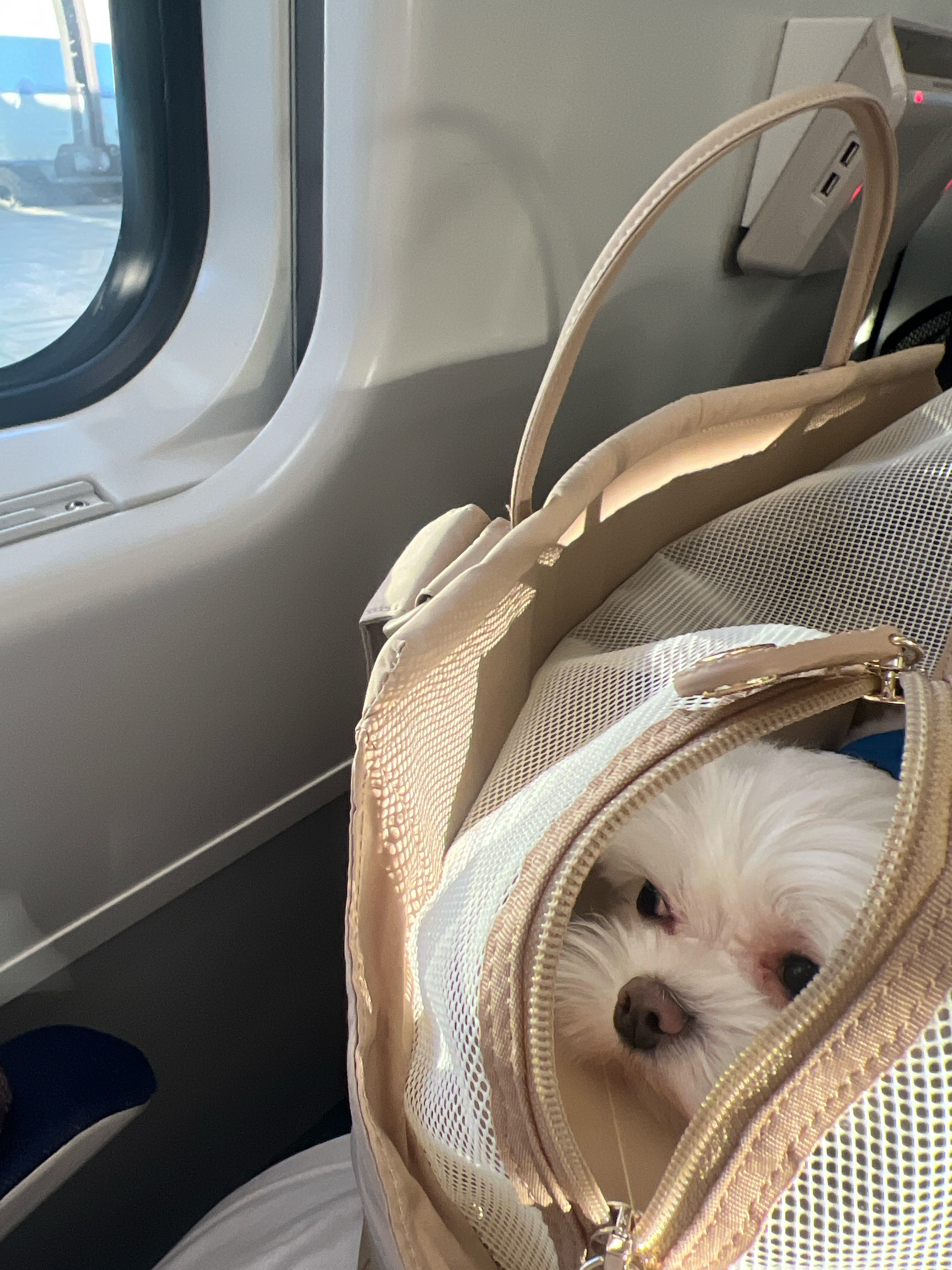 뽀숑이 임보 1주차 근황 :)