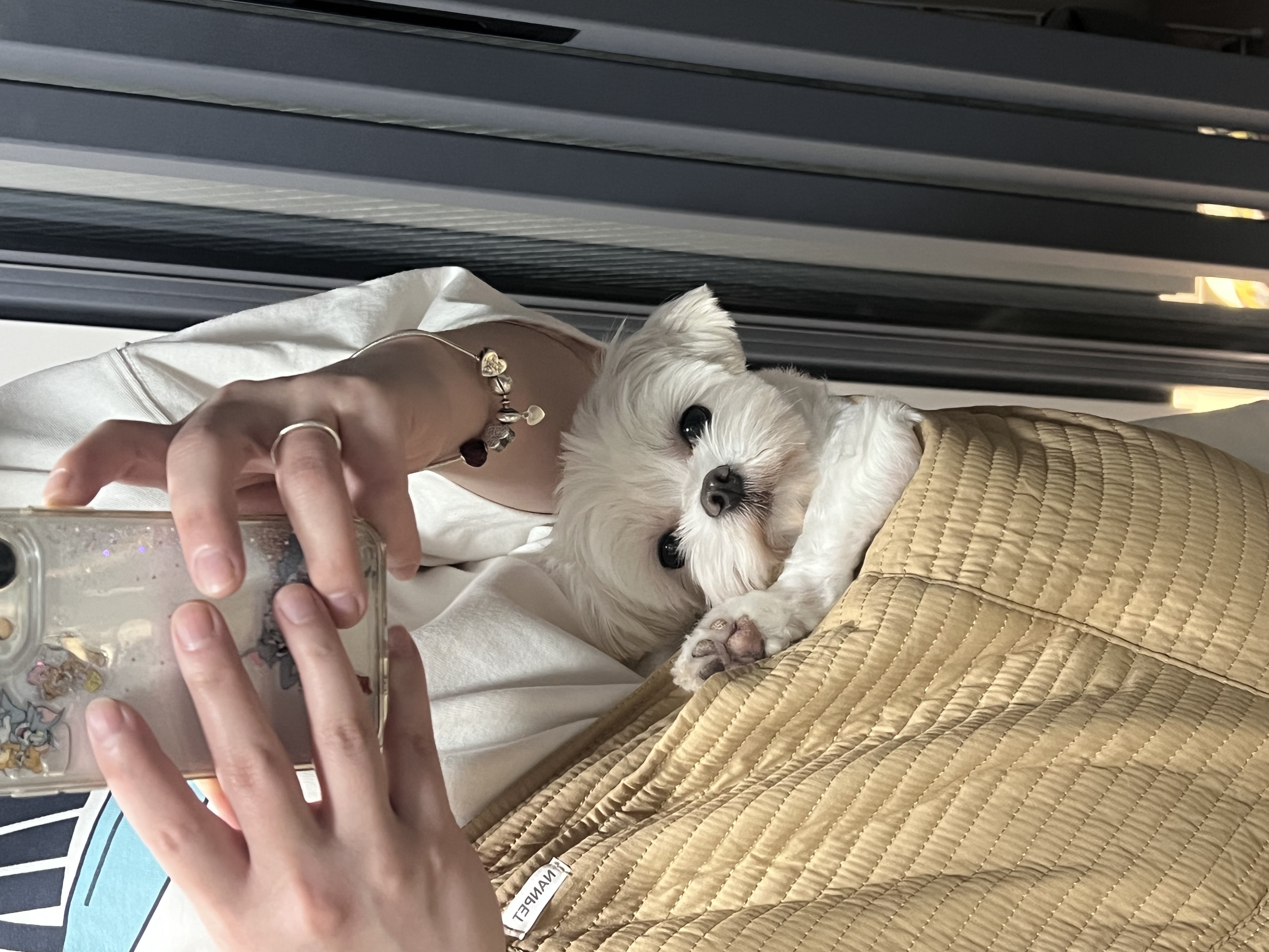 뽀숑이 임보 1주차 근황 :)