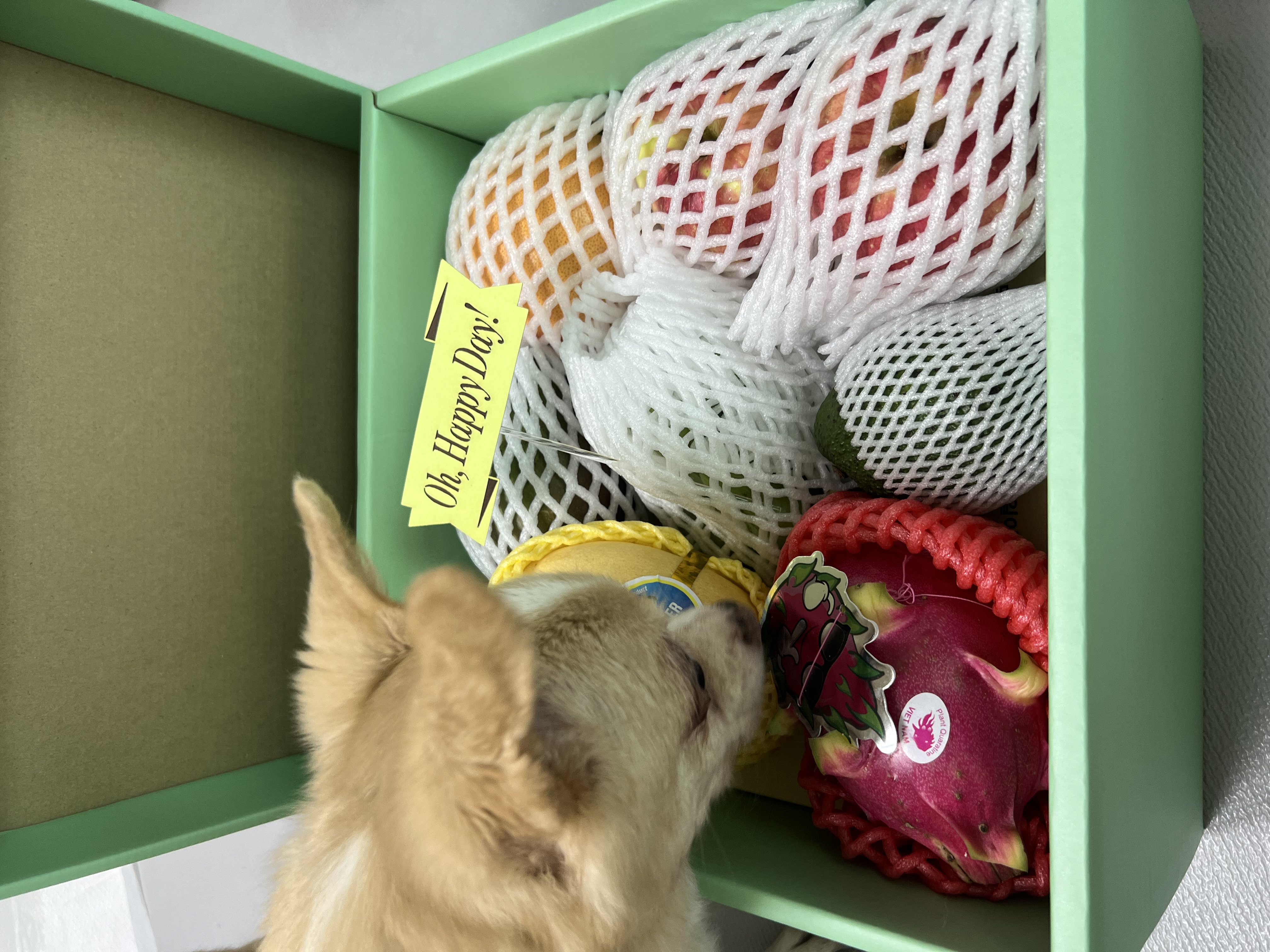 가람이 집에온 지 2년됐어요