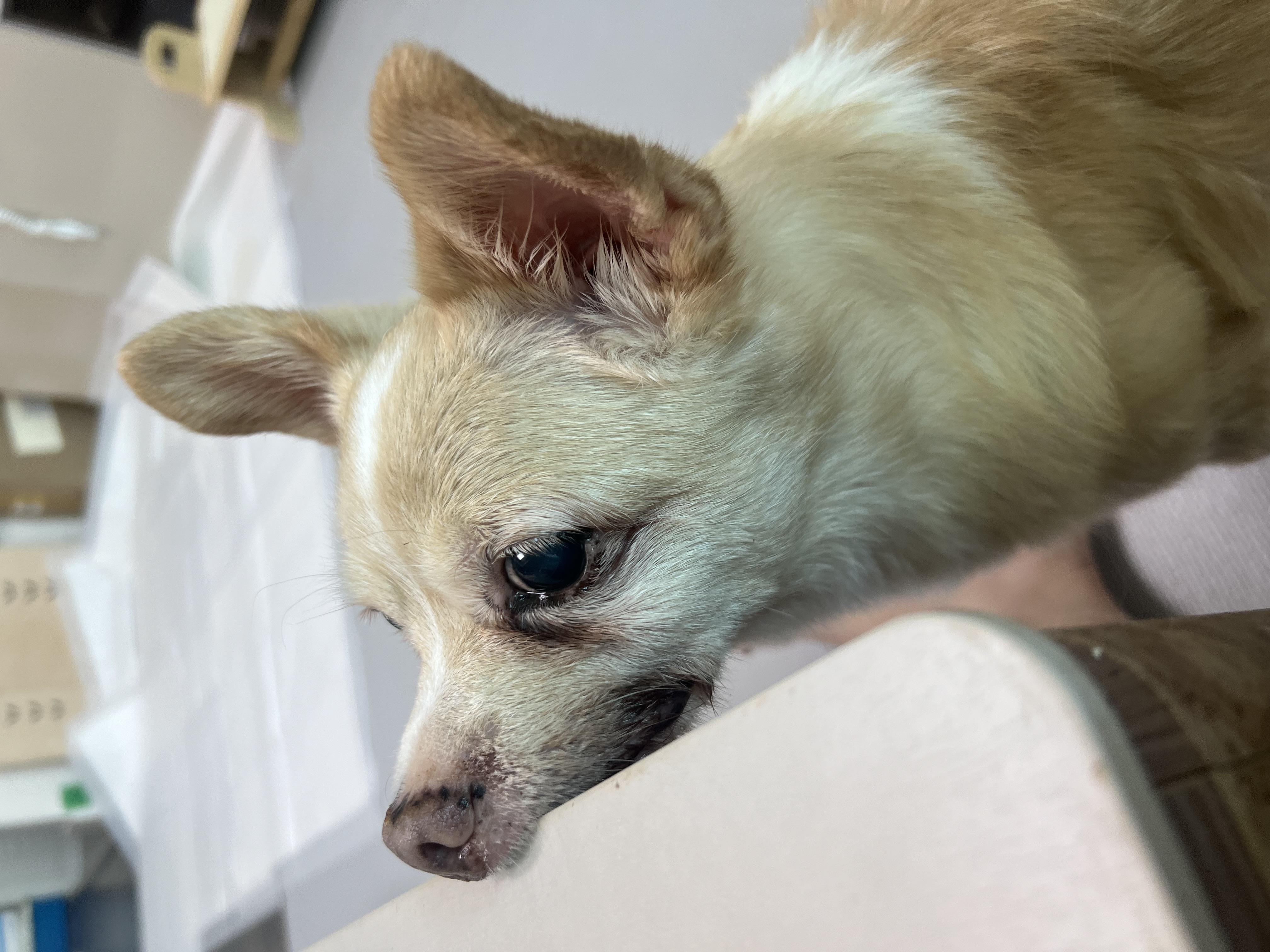 가람이 집에온 지 2년됐어요