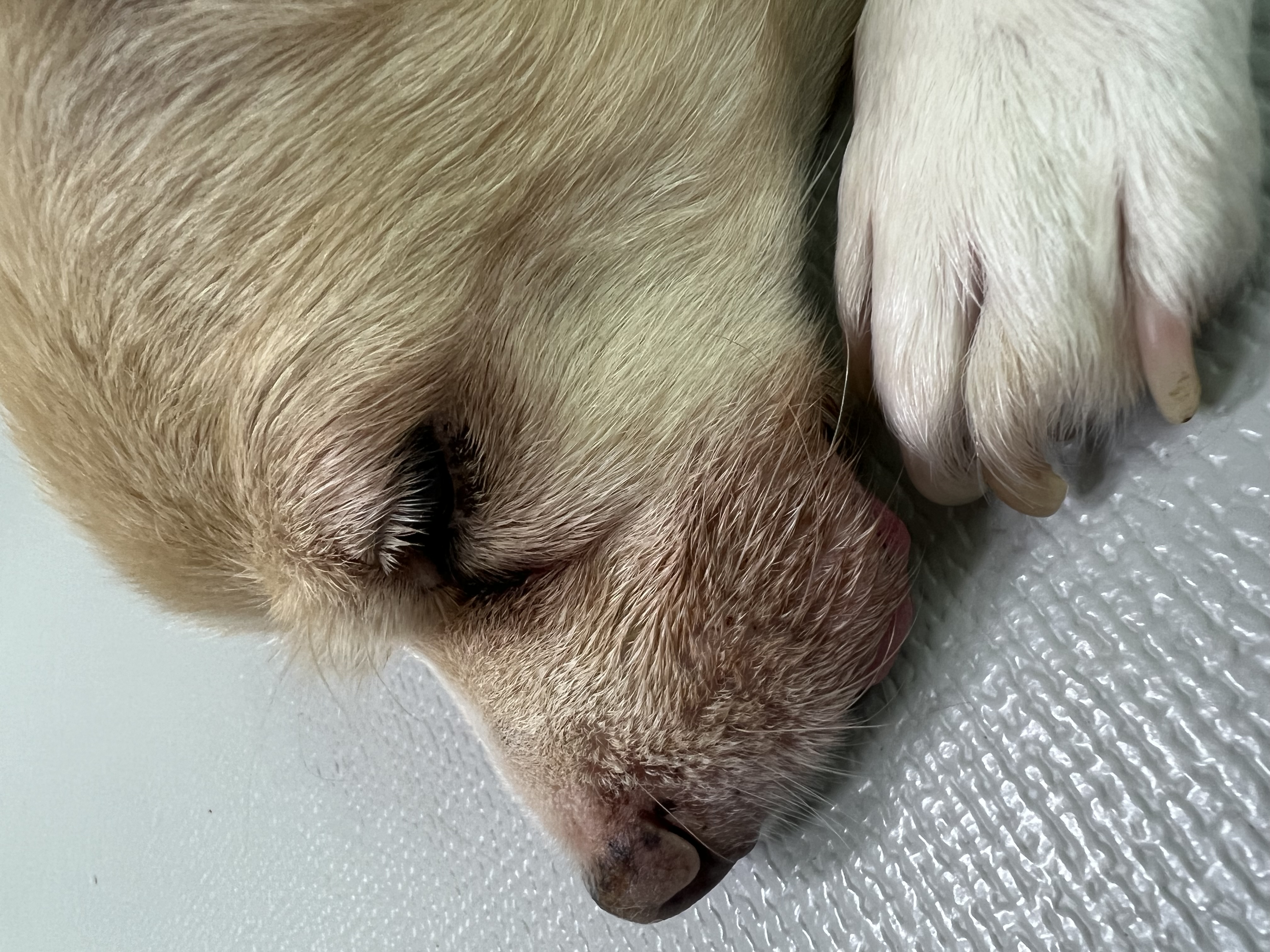 가람이 집에온 지 2년됐어요