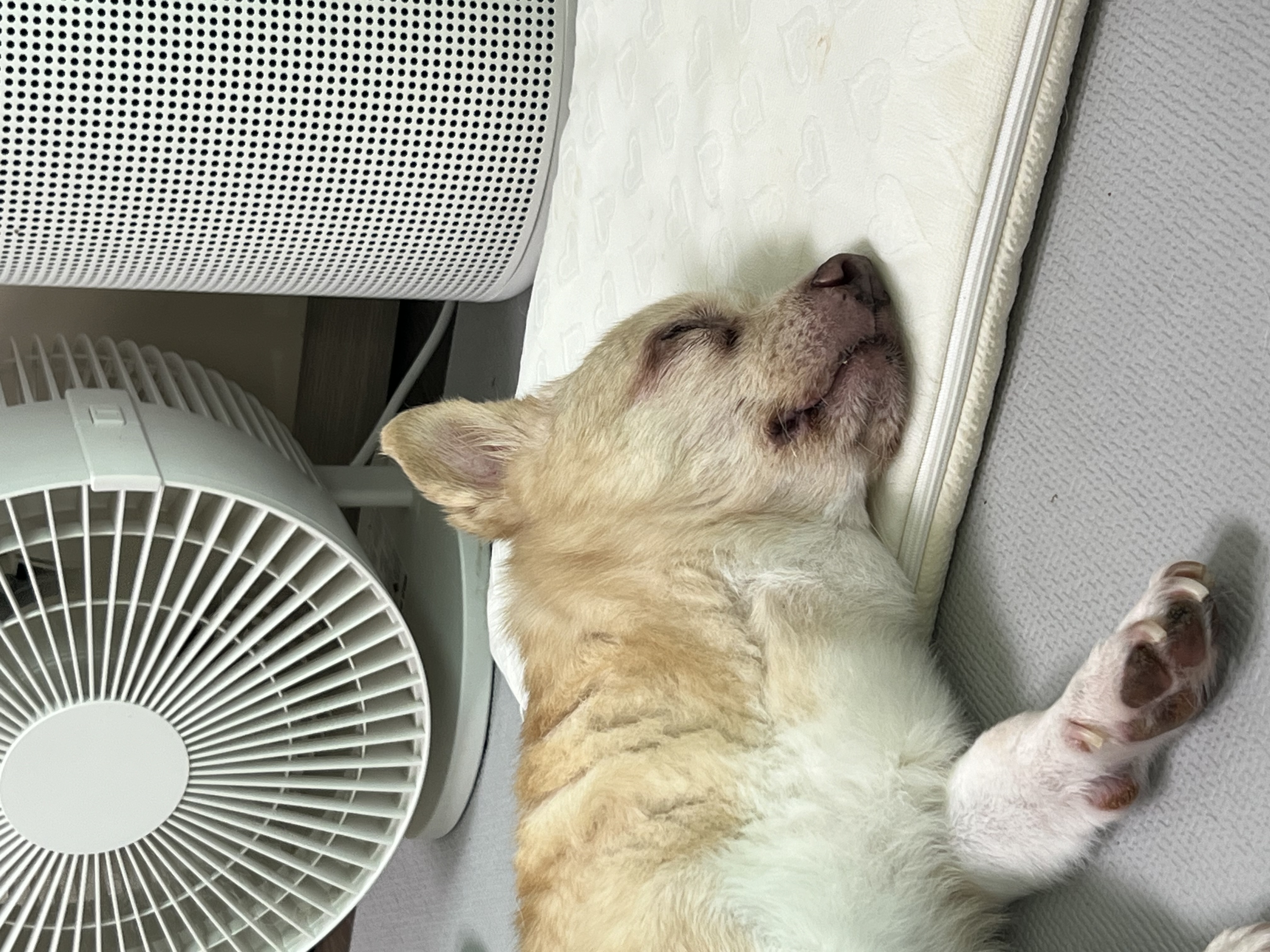 가람이 집에온 지 2년됐어요