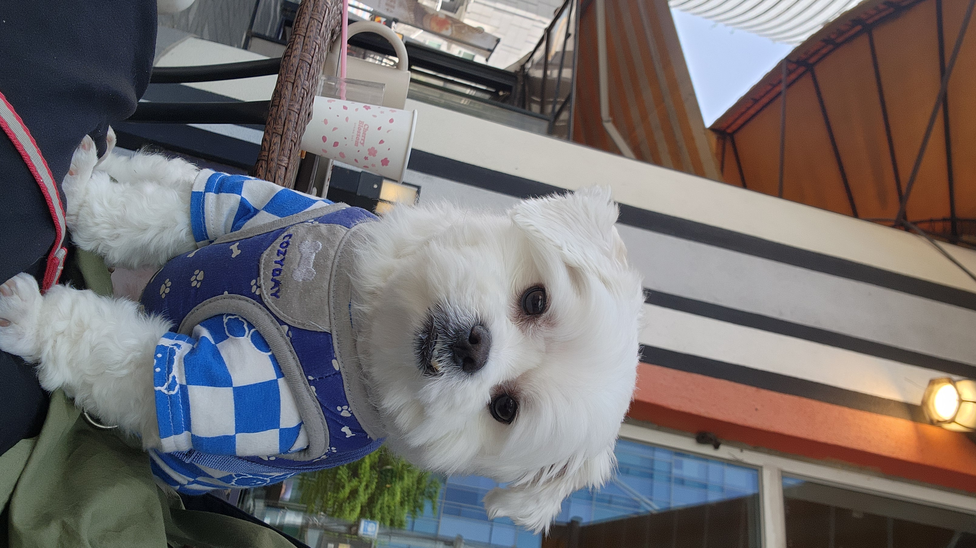 썬(포치)2년된 이야기