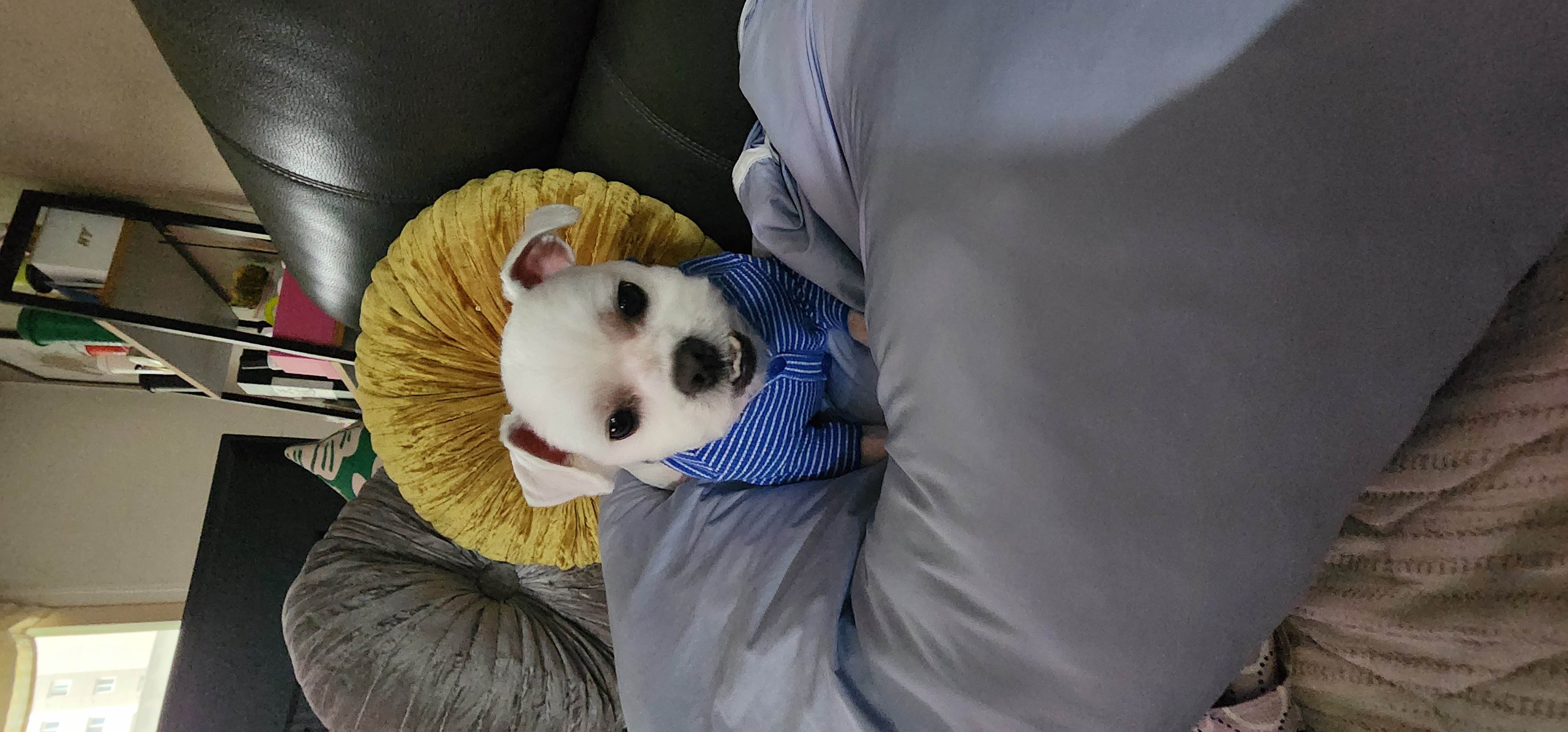 썬(포치)2년된 이야기