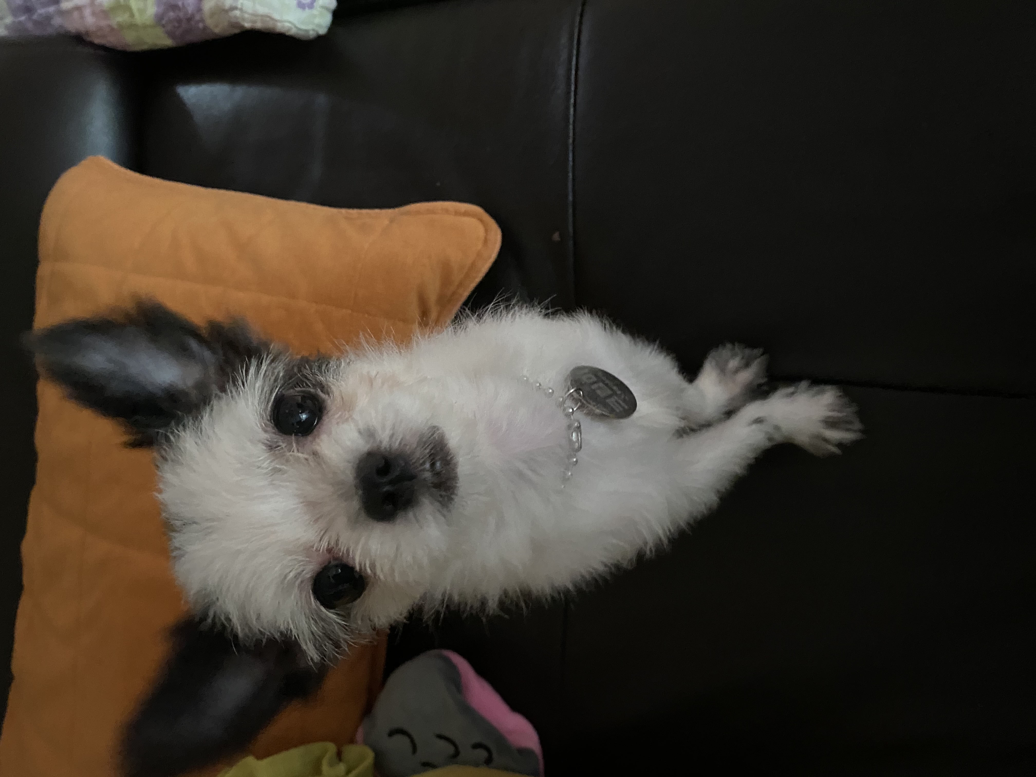 크림이가 온지 2년 넘었네요(덕호)