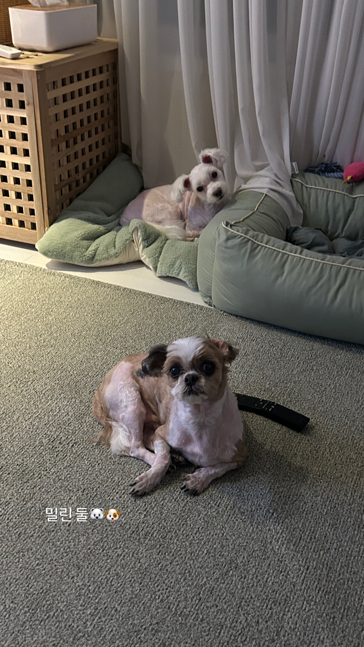 오름(구이름 미도/아산구조견)잘지내고 있어요!