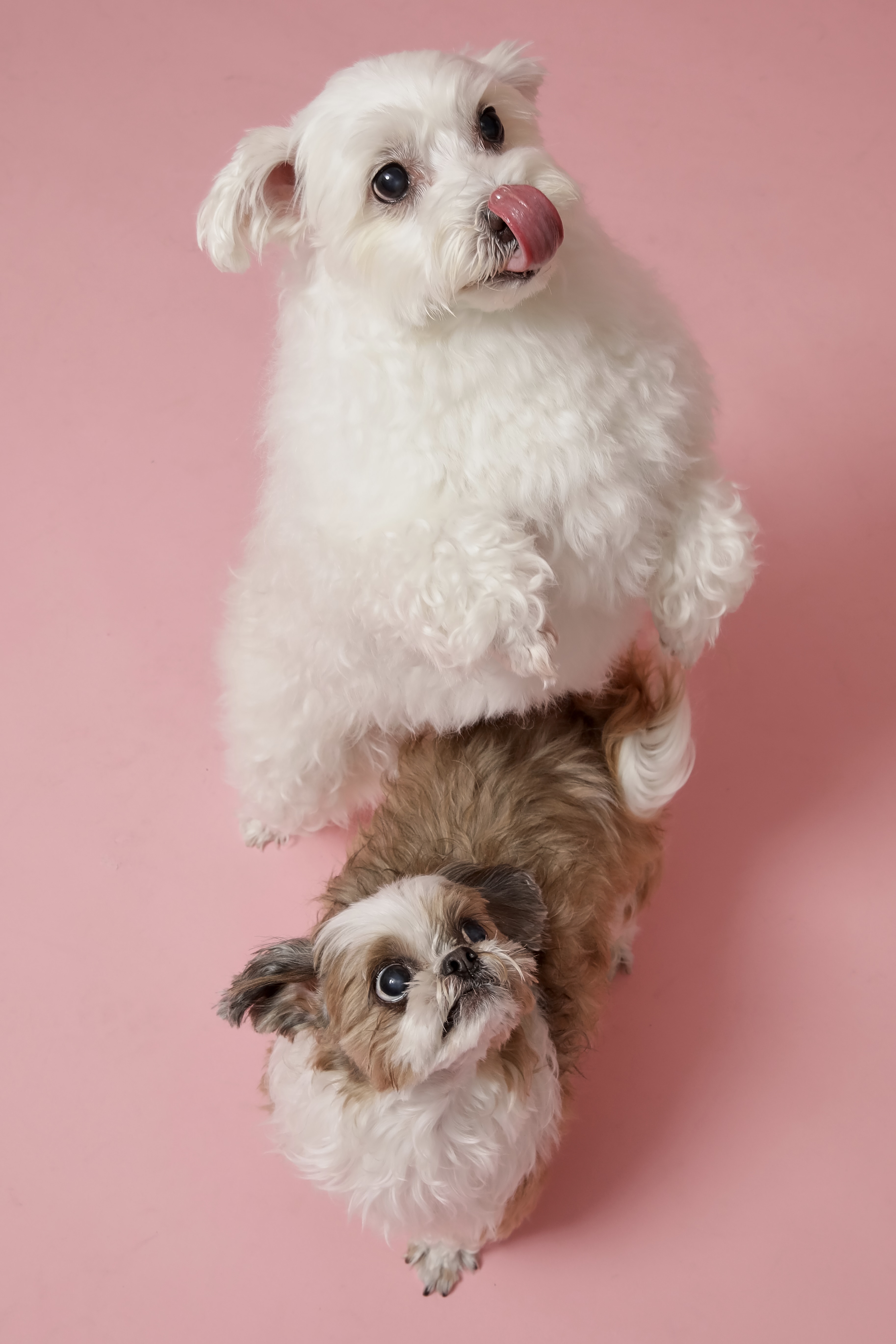 오름(구이름 미도/아산구조견)잘지내고 있어요!