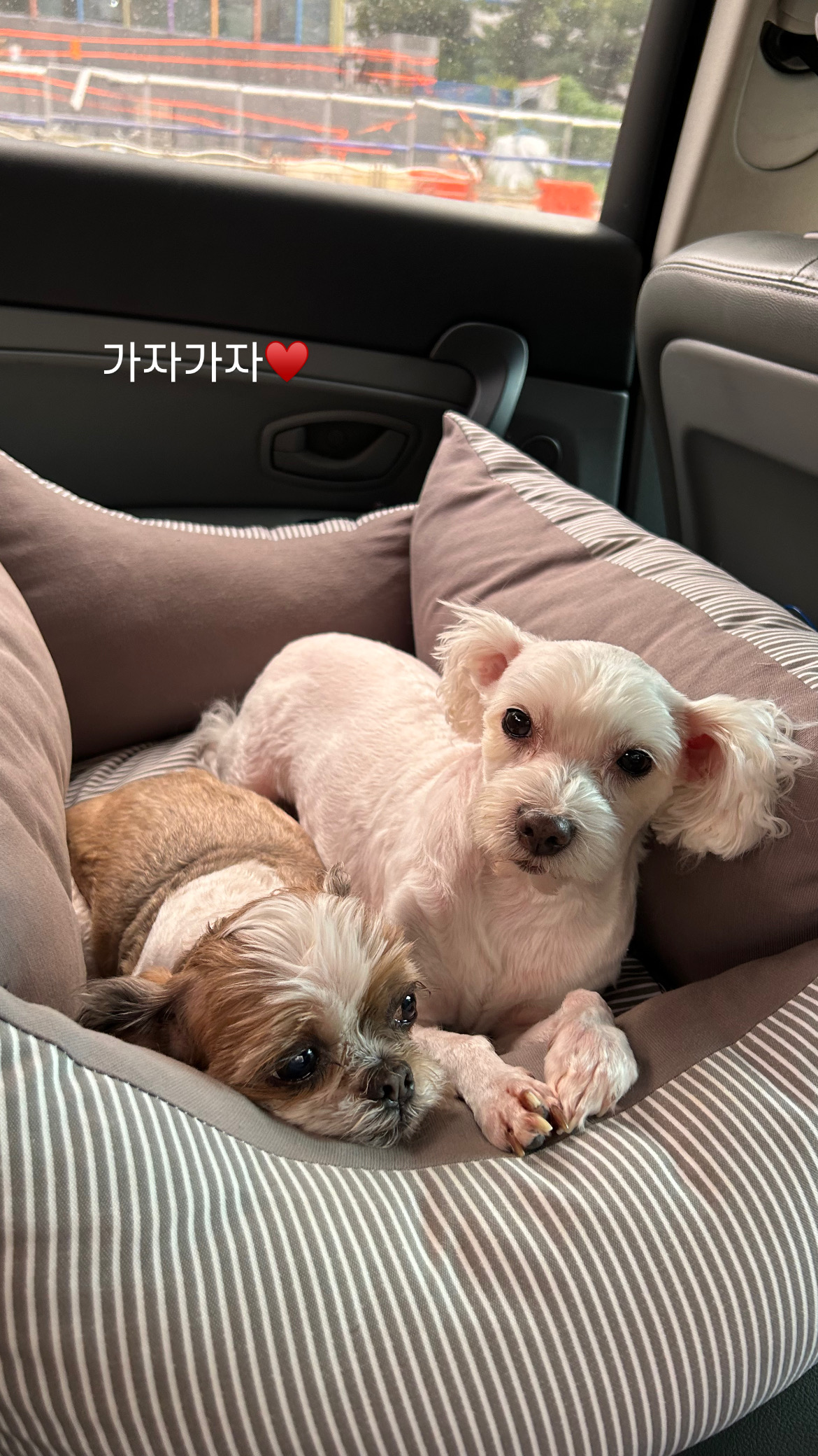 오름(구이름 미도/아산구조견)잘지내고 있어요!