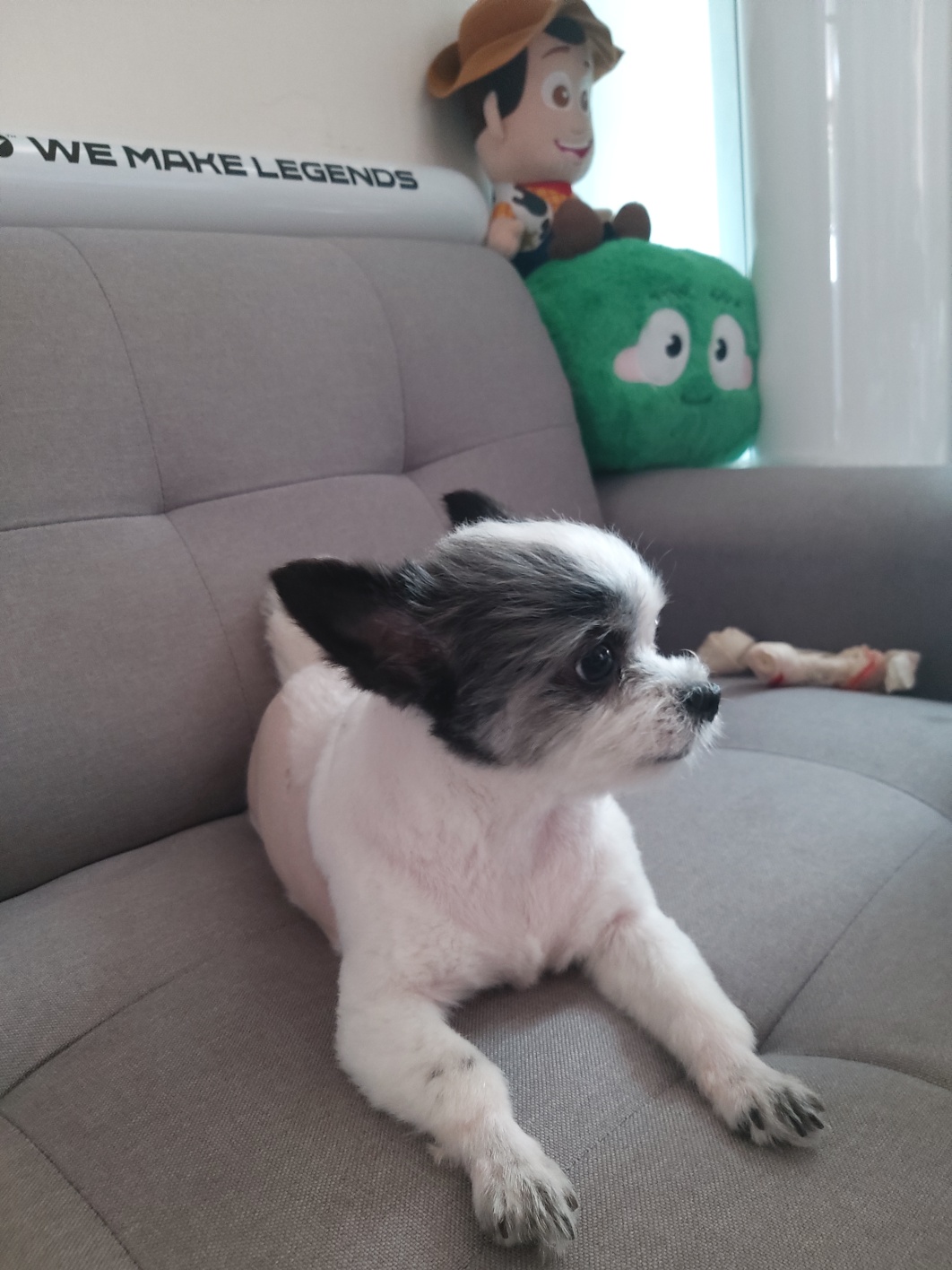 2년의 인연(아산구조견 콩순이)