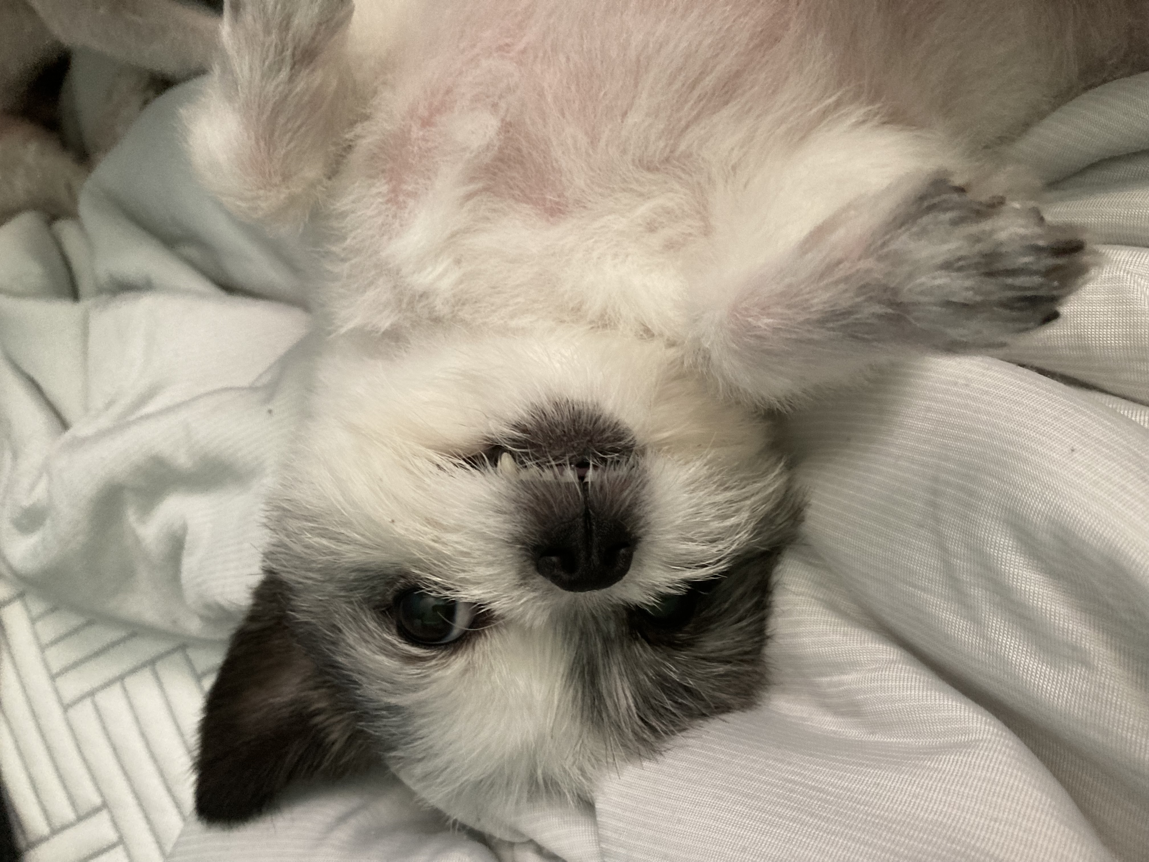 2년의 인연(아산구조견 콩순이)