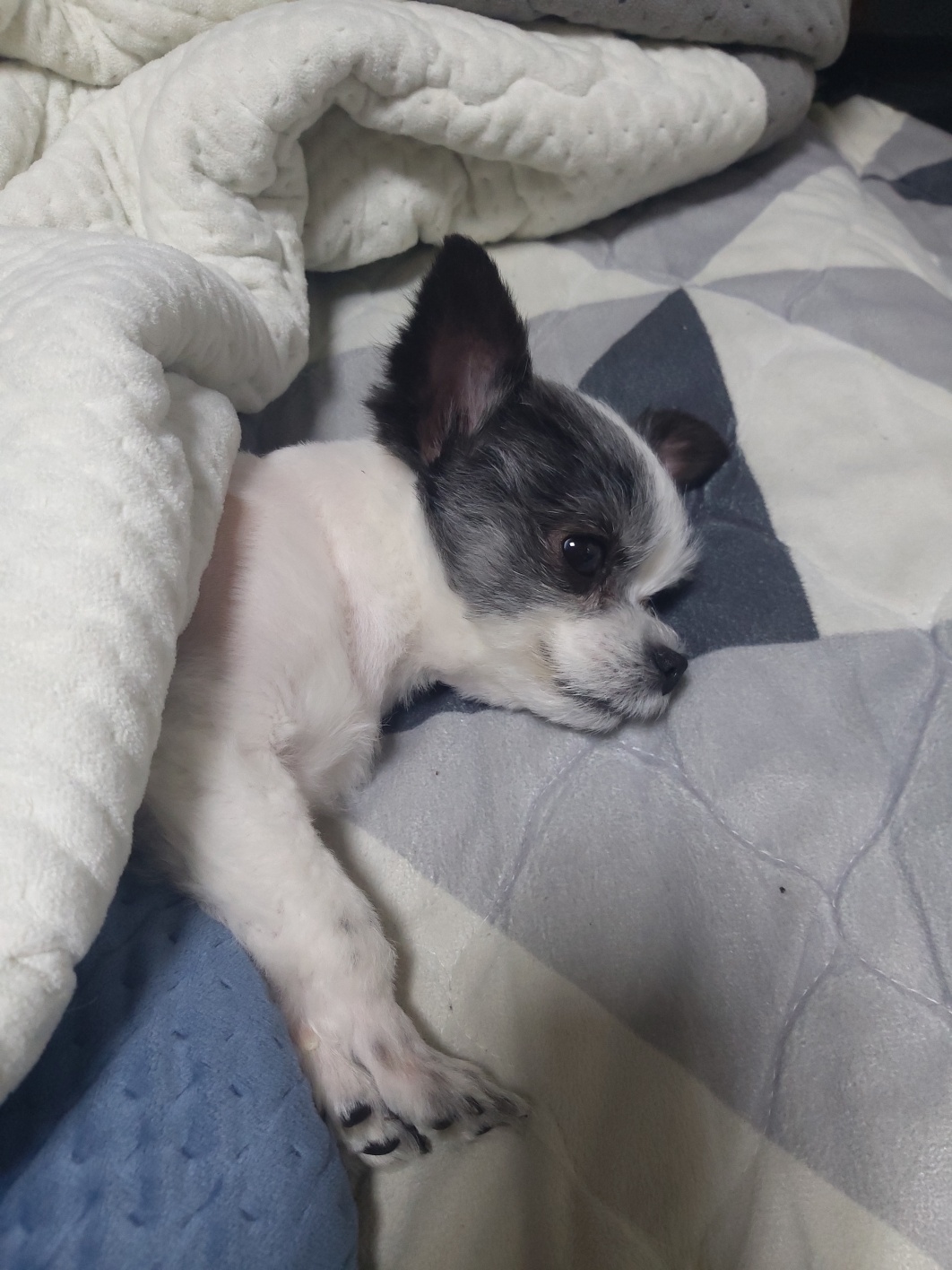 2년의 인연(아산구조견 콩순이)