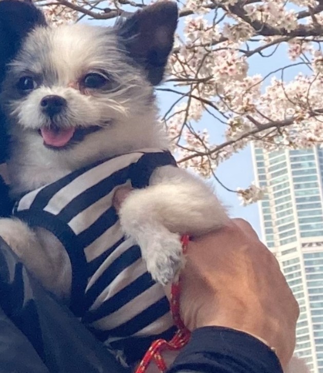 2년의 인연(아산구조견 콩순이)