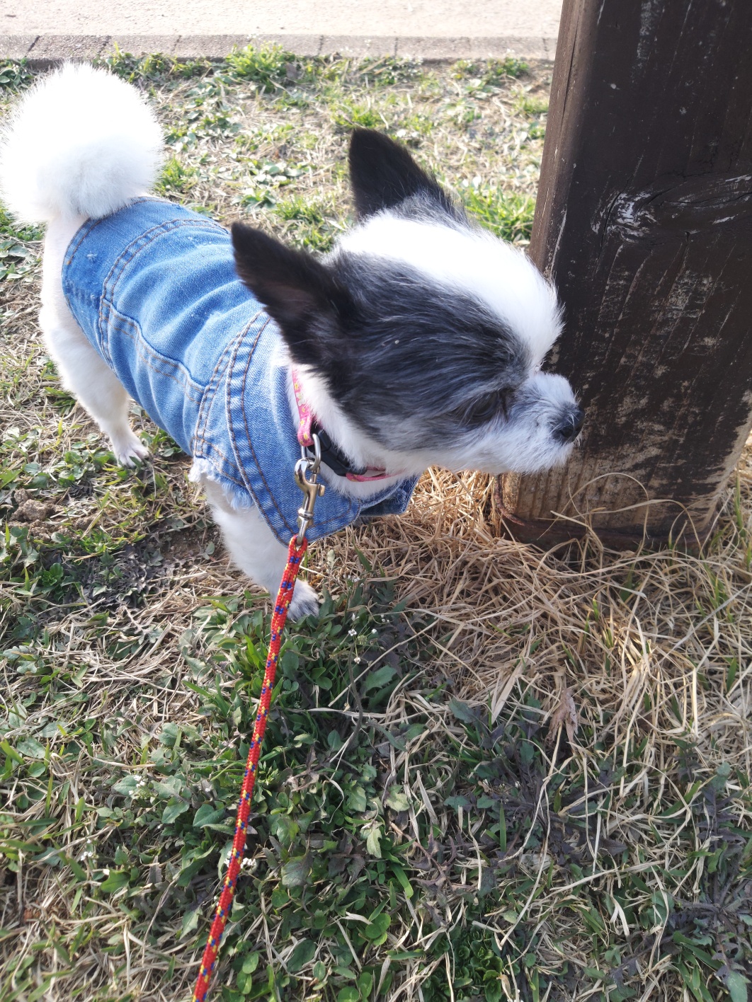 2년의 인연(아산구조견 콩순이)