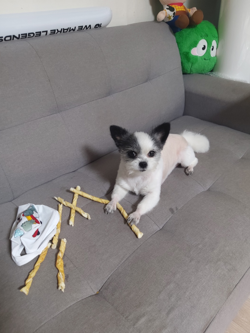 2년의 인연(아산구조견 콩순이)