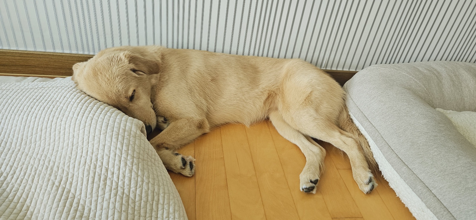 미카(사온이) 2년 입양 후기