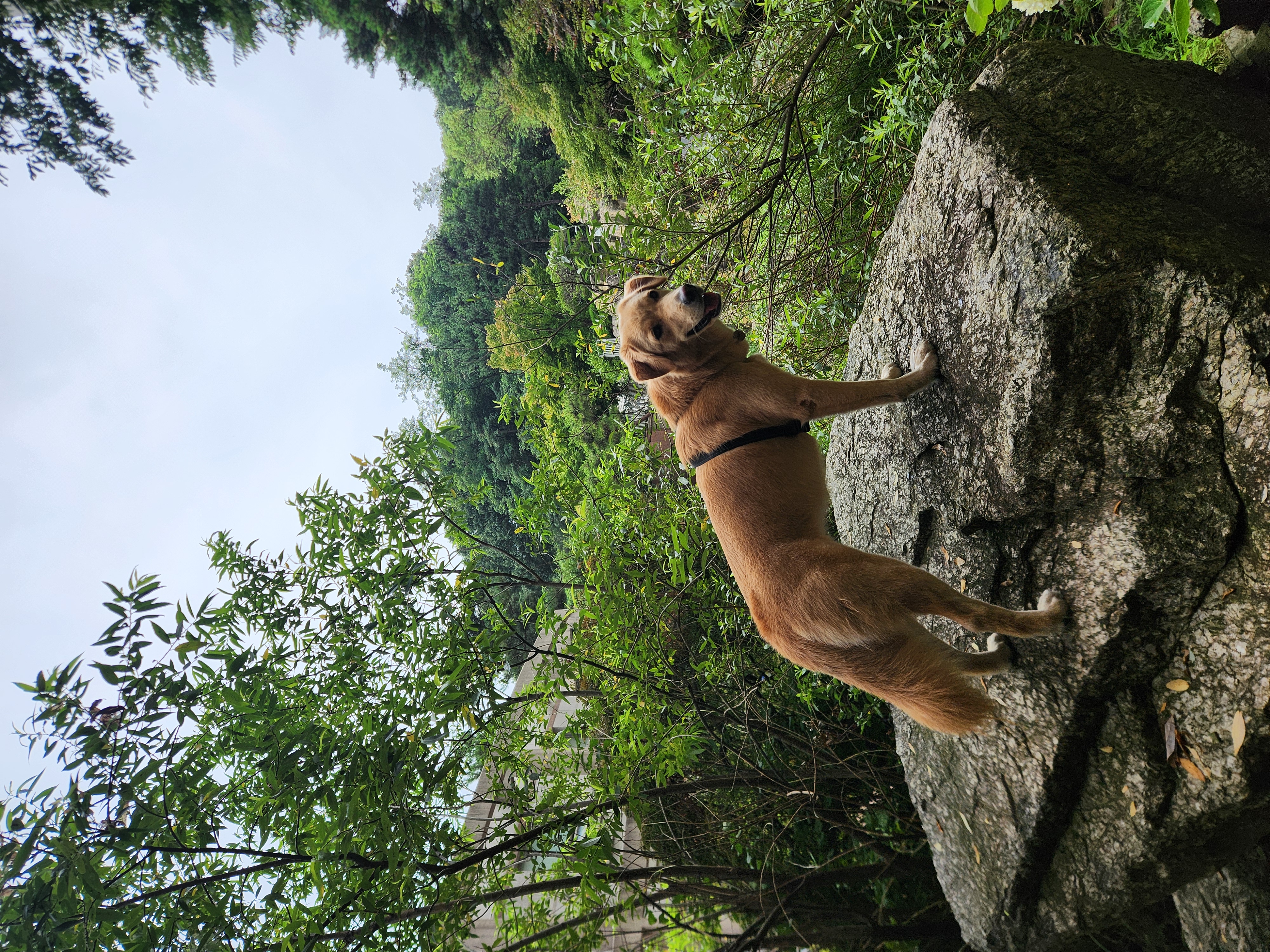 미카(사온이) 2년 입양 후기