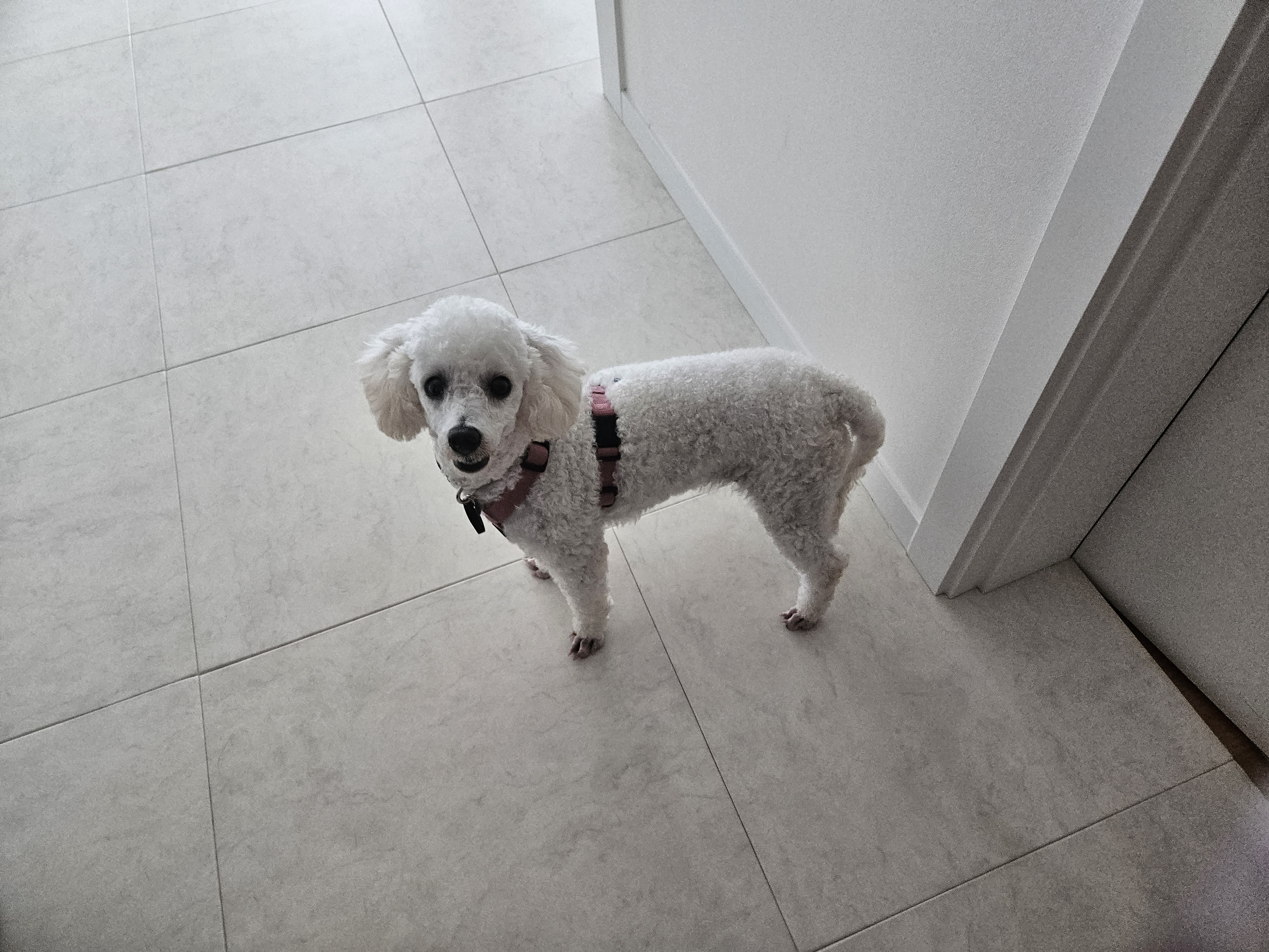 앙앙이임보 1주차