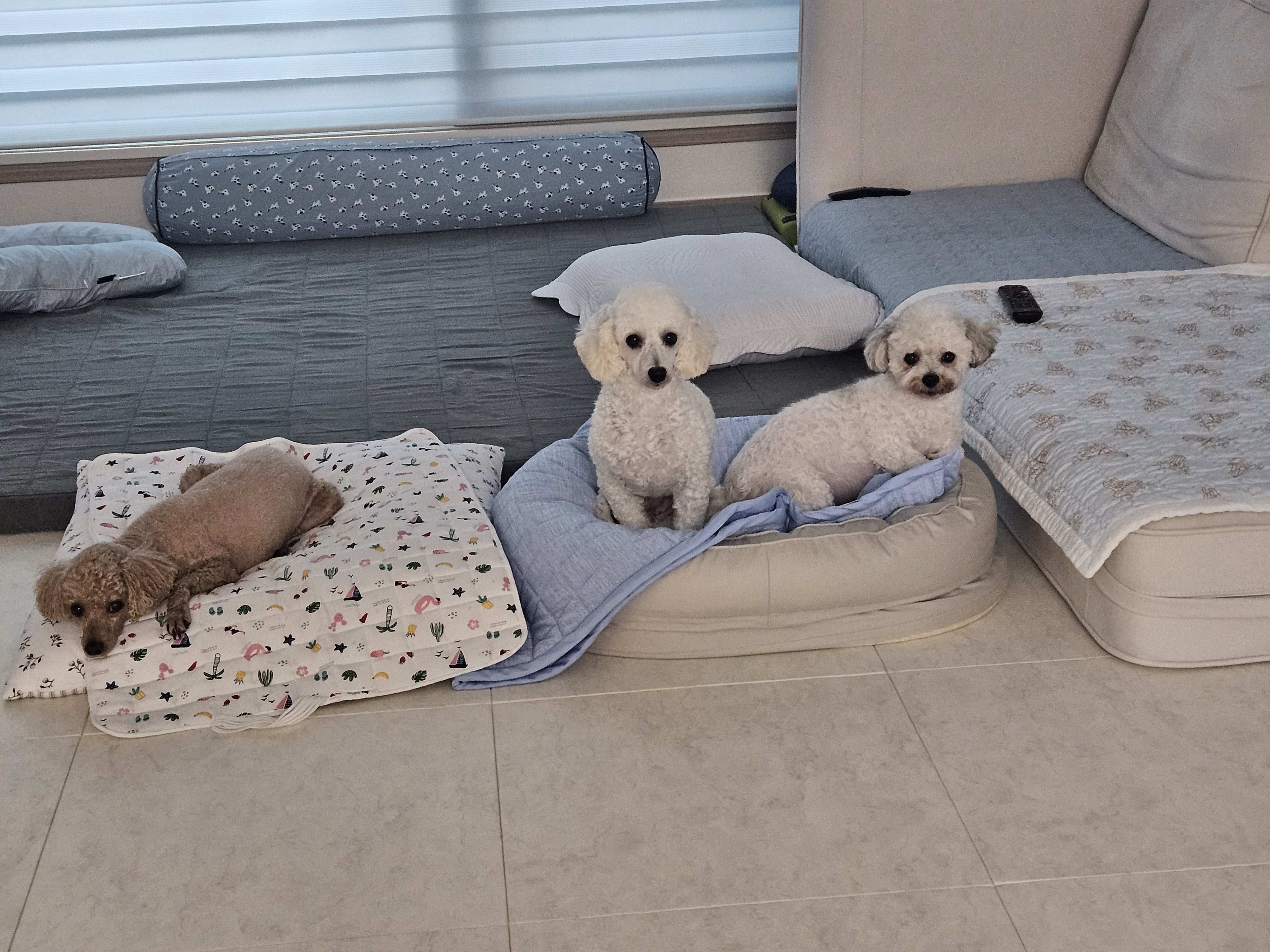 앙앙이임보 1주차