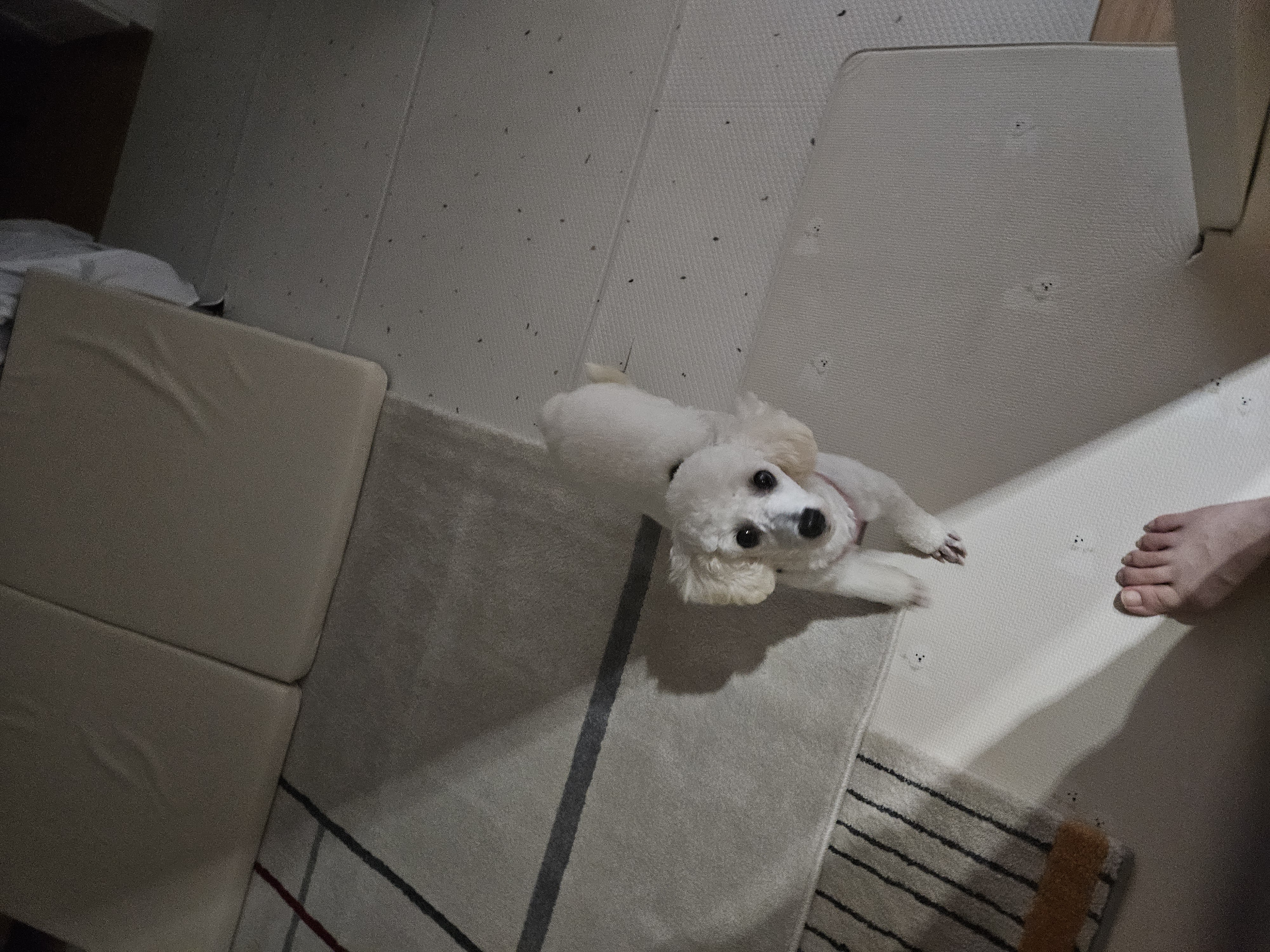 앙앙이임보 1주차