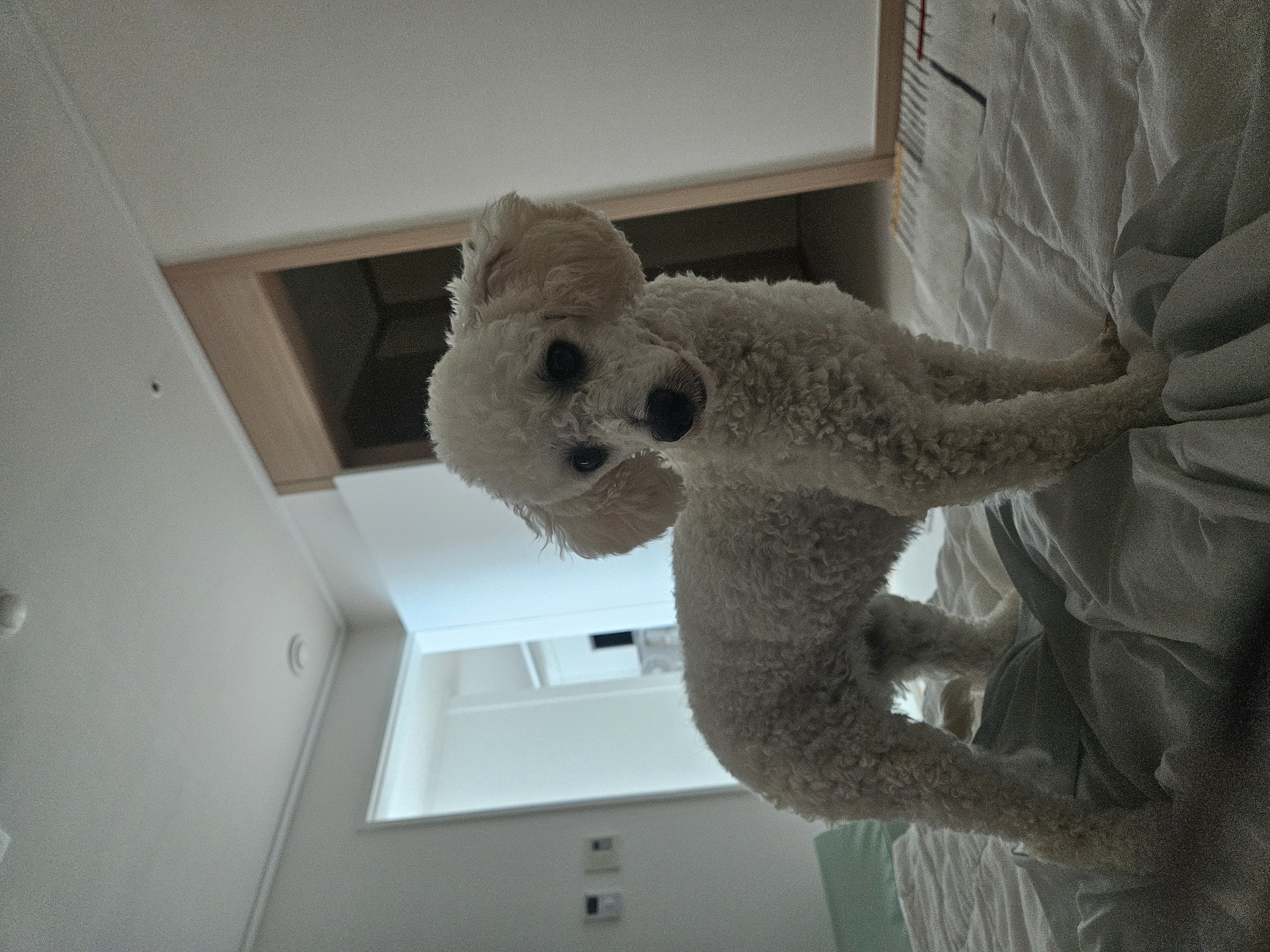 앙앙이임보 1주차