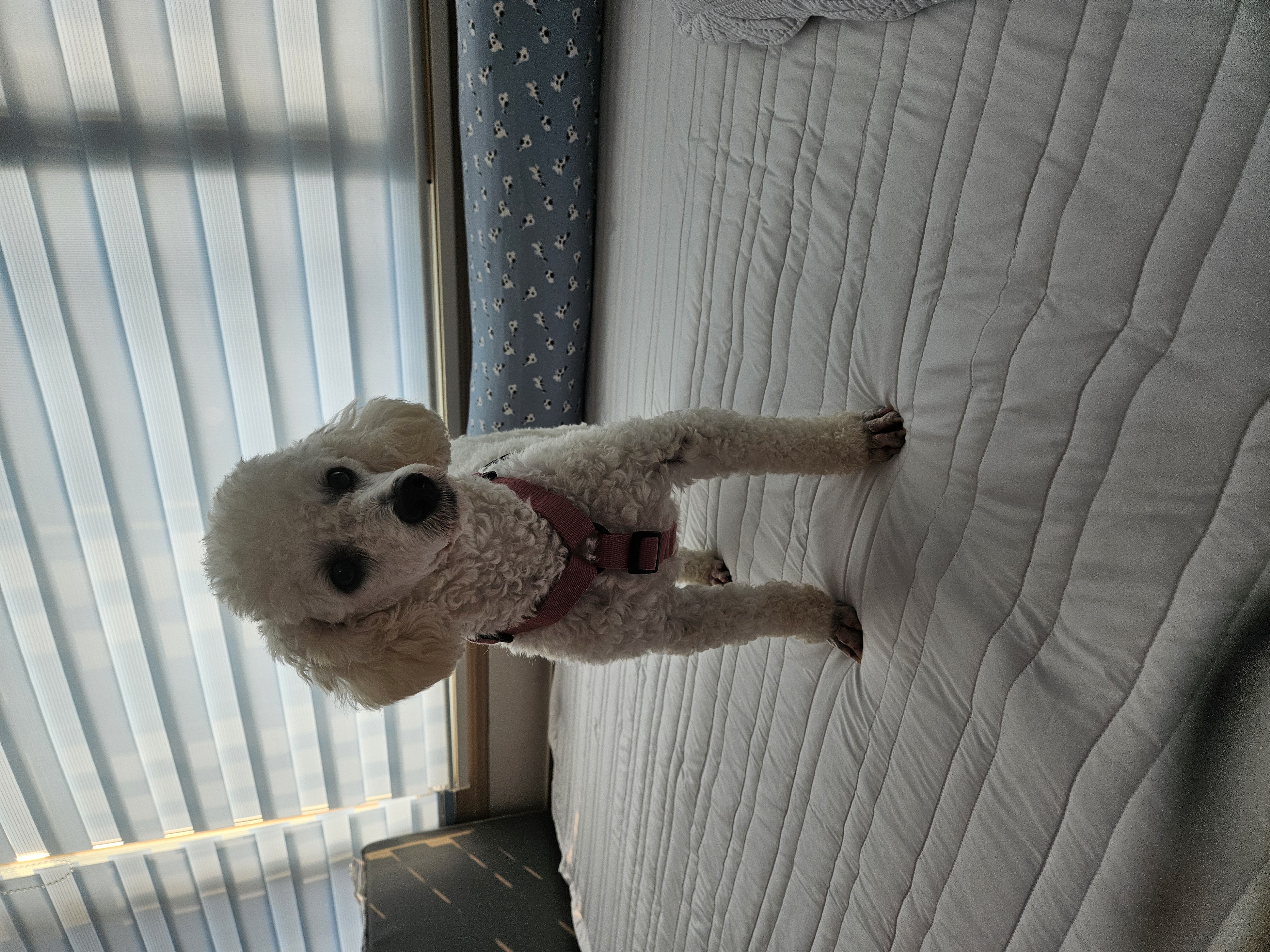 앙앙이임보 1주차