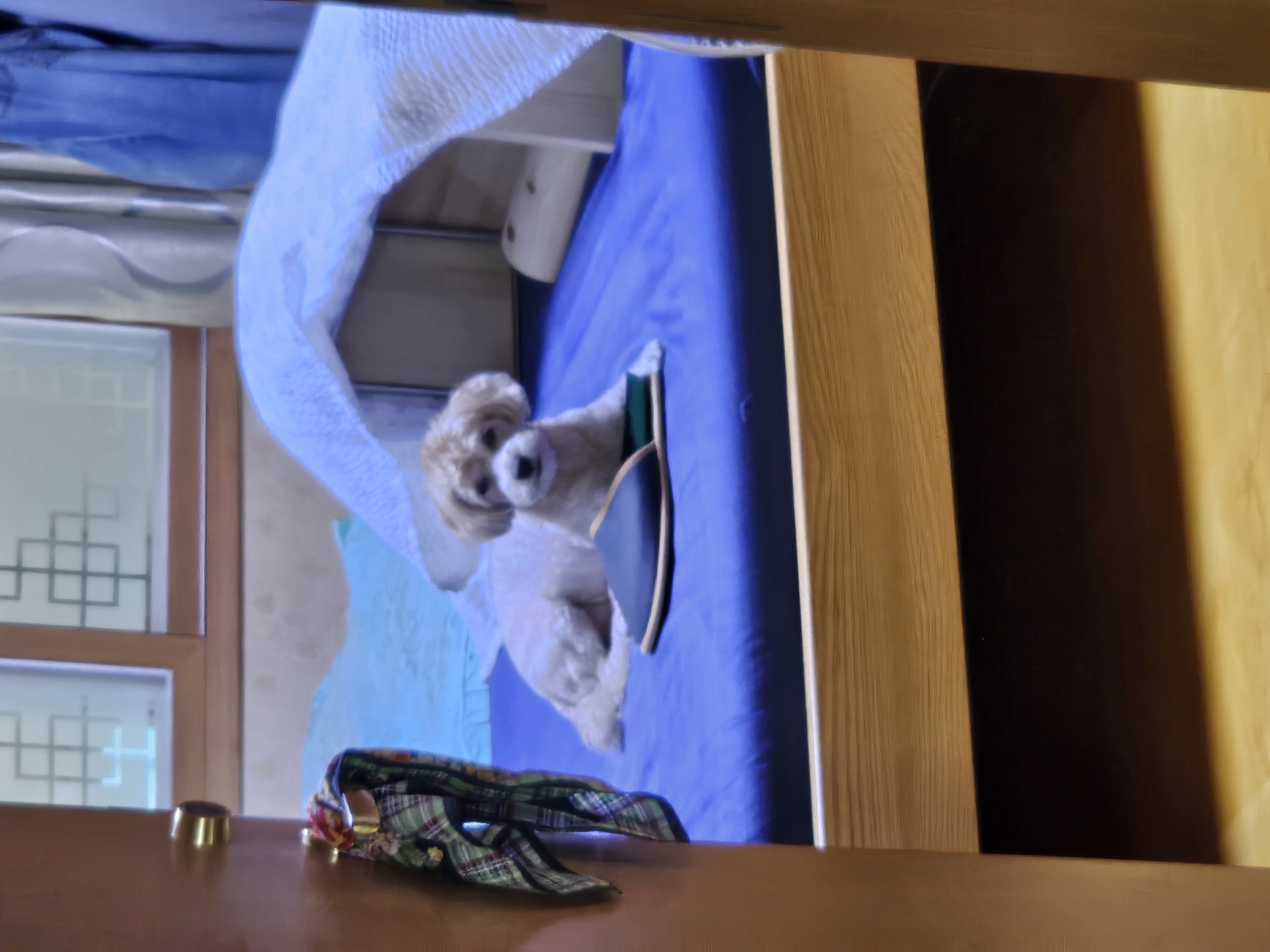 모아(론이) 세상에 하나 뿐인 귀한 내 새끼~~~