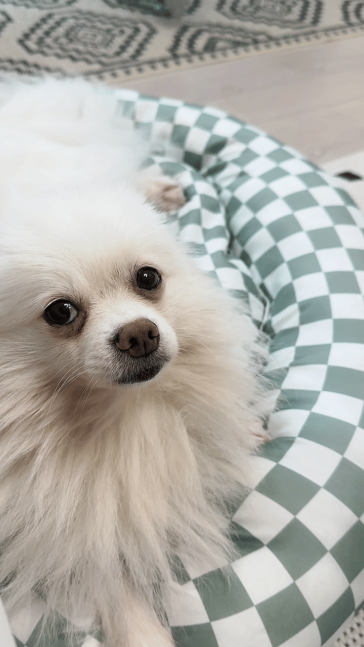 뽀나 임보 5개월차 소식!