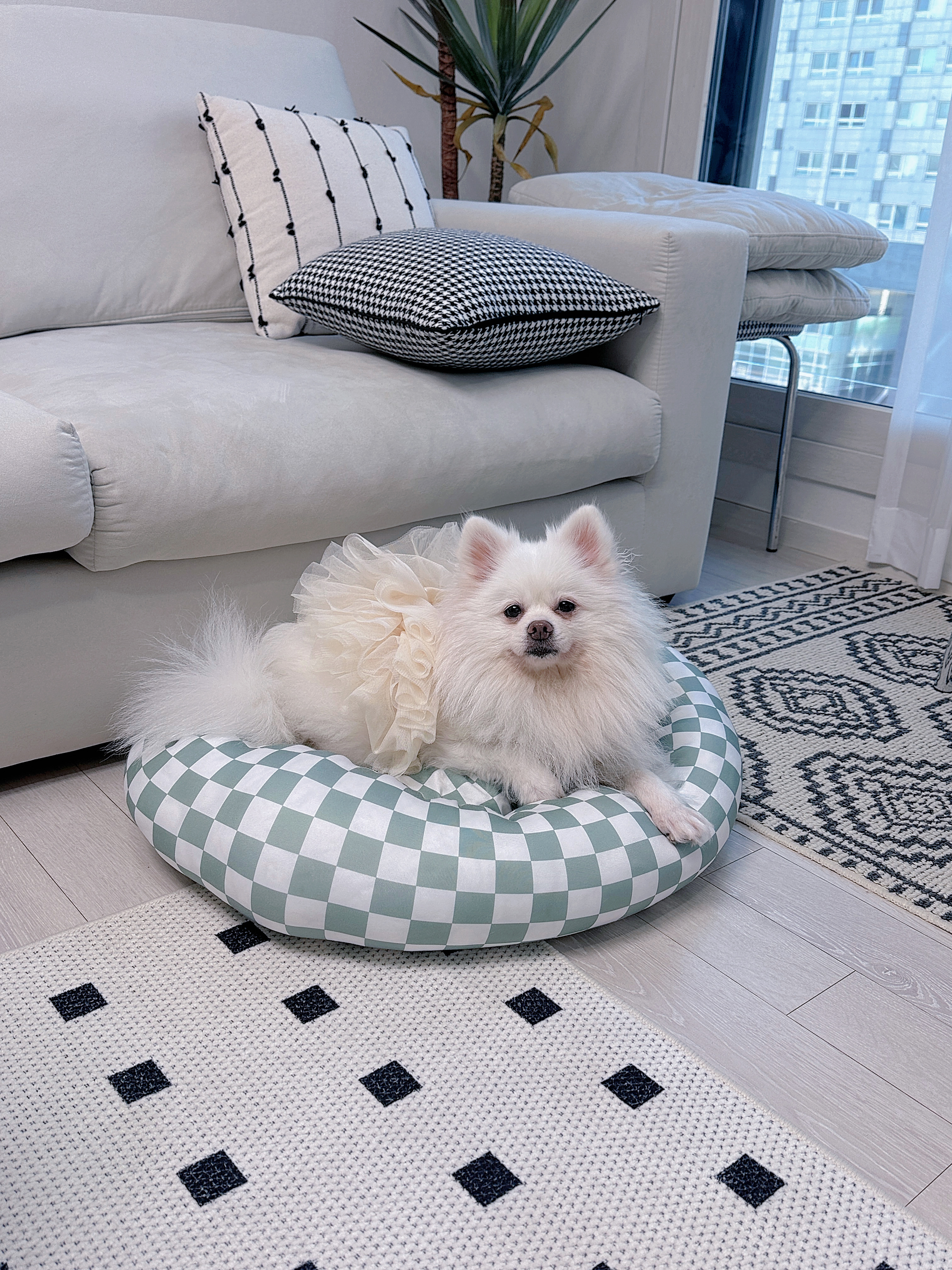 뽀나 임보 5개월차 소식!