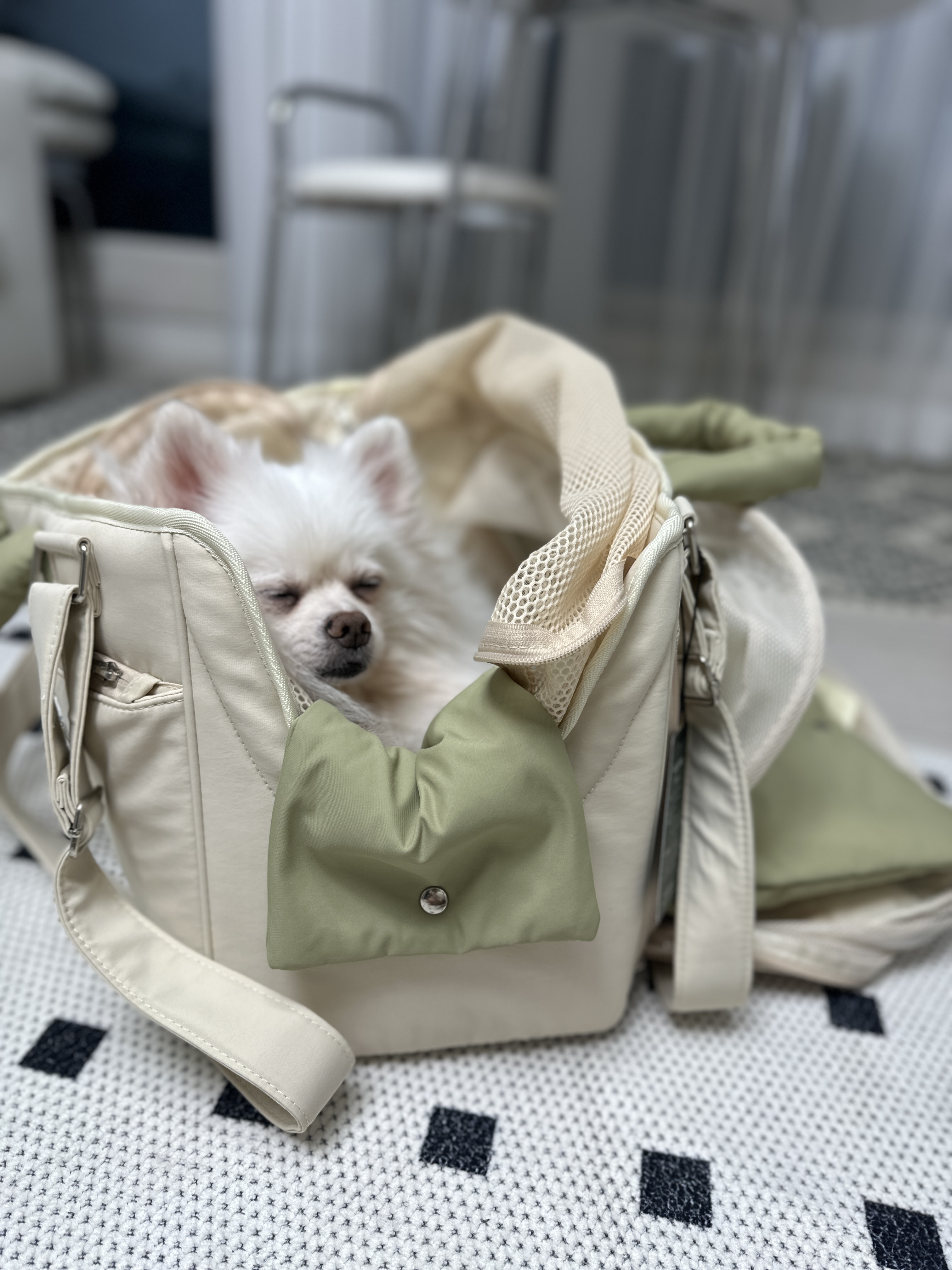 뽀나 임보 5개월차 소식!